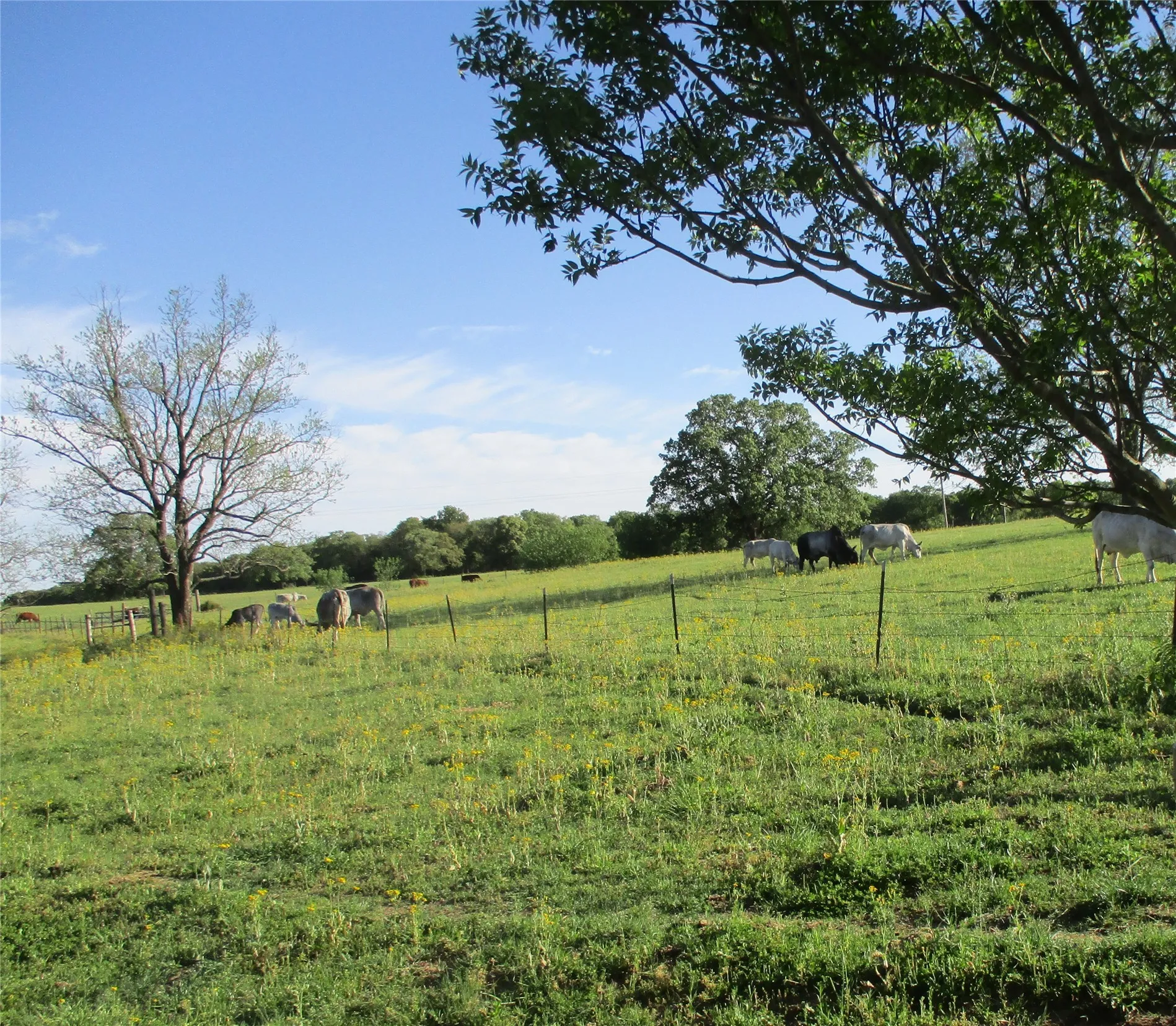 Unimproved Land For Sale in Hill County , PR 114 PR 114, Covington, Texas 76636, 0, 0, Garage spaces, 0 Sqft, built in 0, mls#21264082, Real Estate Agent in Covington, Homes For Sale in Hill county, Homes For Sale in Covington, Realtor in Covington Texas, Real Estate Brokerage Independent Realty Texas, Luminita Cordes Realtor