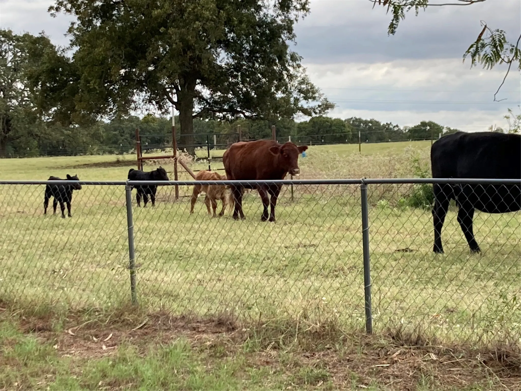 Unimproved Land For Sale in Hill County , PR 114 PR 114, Covington, Texas 76636, 0, 0, Garage spaces, 0 Sqft, built in 0, mls#21264082, Real Estate Agent in Covington, Homes For Sale in Hill county, Homes For Sale in Covington, Realtor in Covington Texas, Real Estate Brokerage Independent Realty Texas, Luminita Cordes Realtor