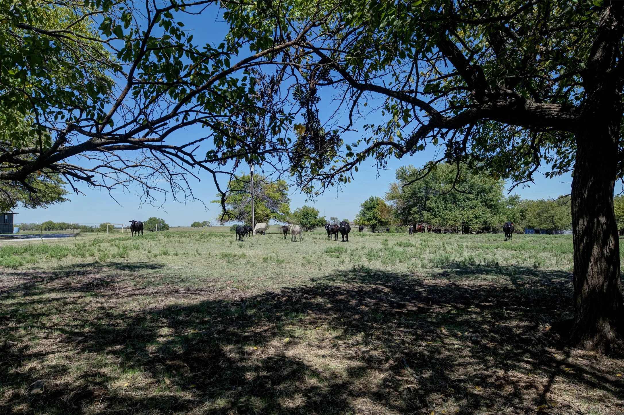 Expansive acreage featuring mature shade trees and open pastures