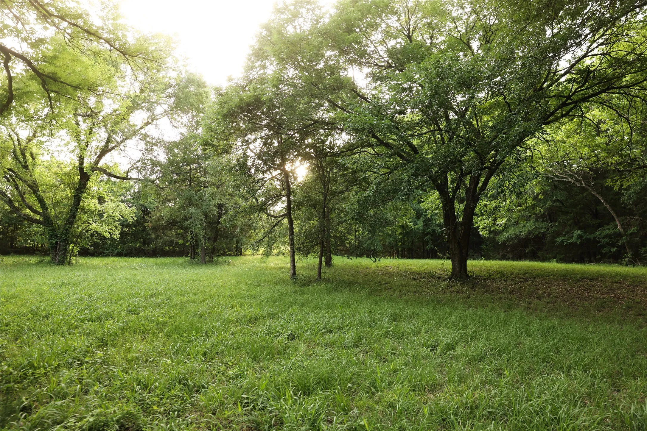 Beautiful area for a picnic