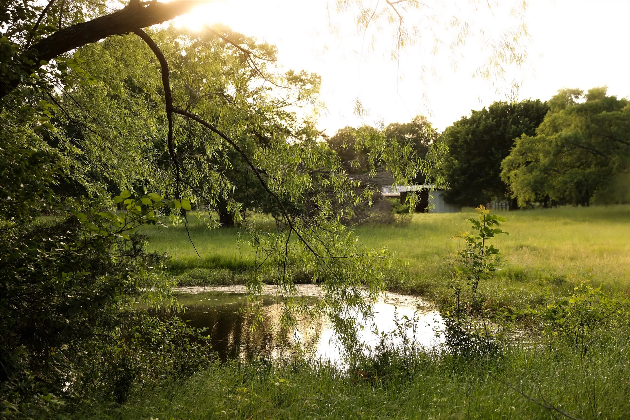 Pond located in east pasture.