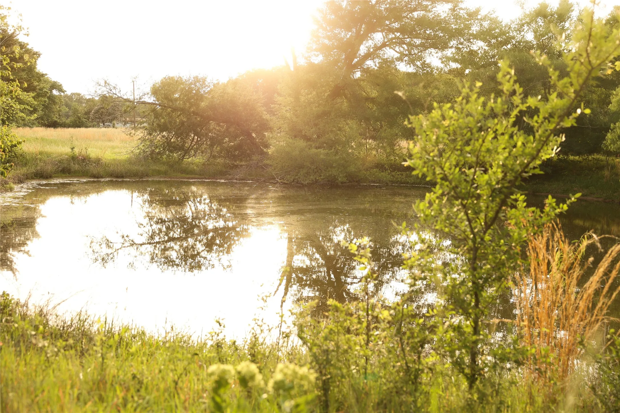One of three ponds. This pond is stocked with fish.