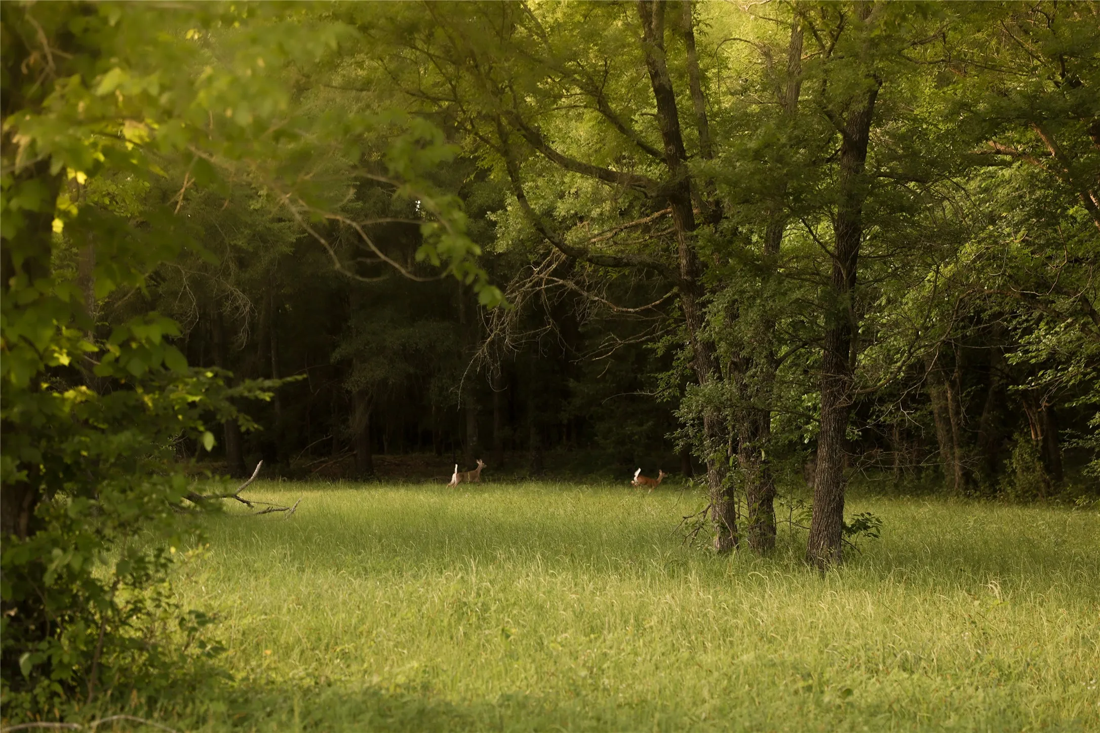 Deer frolic in the back pasture