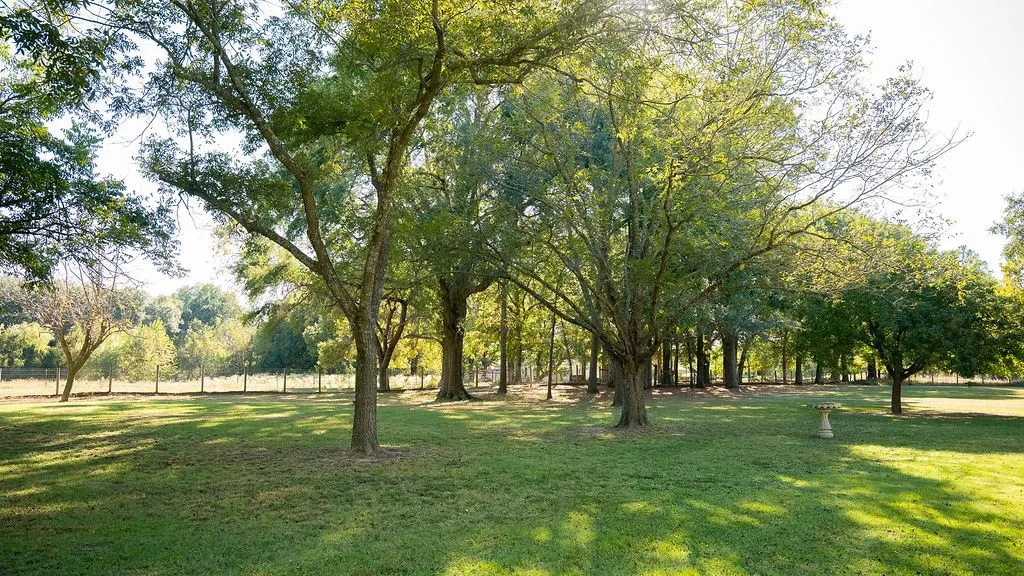 Front yard is shaded by mature pecan trees