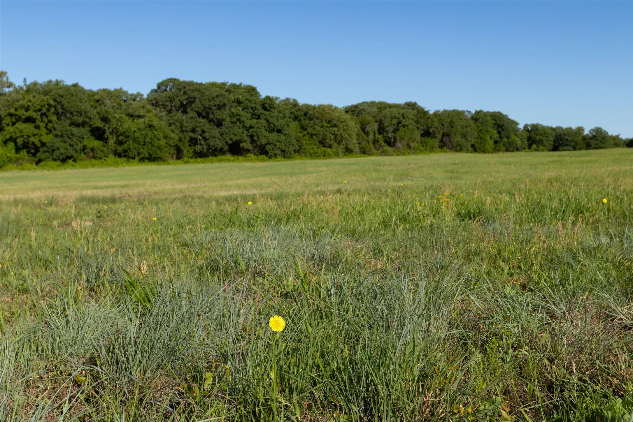 Ranch For Sale in Erath County , TBD 14 County Road 175, Stephenville, Texas 76401, 0, 0, Garage spaces, 0 Sqft, built in 0, mls#21260190, Real Estate Agent in Stephenville, Homes For Sale in Erath county, Homes For Sale in Stephenville, Realtor in Stephenville Texas, Real Estate Brokerage Independent Realty Texas, Luminita Cordes Realtor