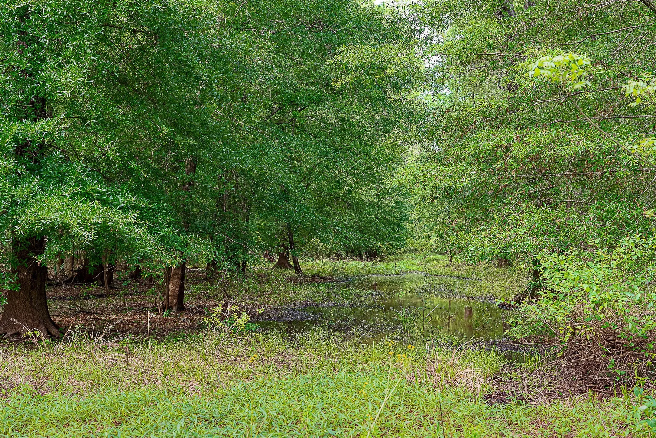 Unimproved Land For Sale in Cherokee County , 00 Off of Farm to Market Road 2064, Troup, Texas 75789, 0, 0, Garage spaces, 0 Sqft, built in 0, Price $980,000, mls#21264606, Real Estate Agent in Troup, Homes For Sale in Cherokee county, Homes For Sale in Troup, Realtor in Troup Texas, Real Estate Brokerage Independent Realty Texas, Luminita Cordes Realtor