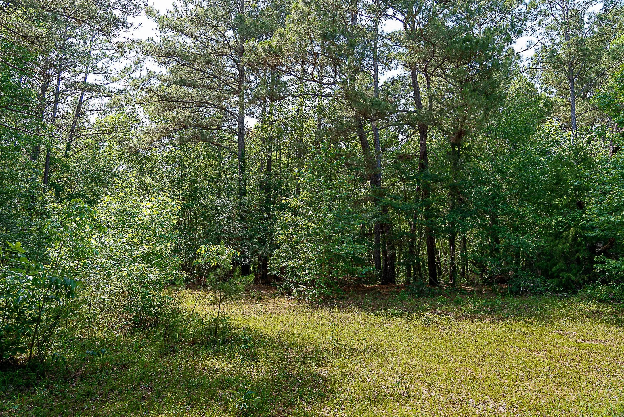 Unimproved Land For Sale in Cherokee County , 00 Off of Farm to Market Road 2064, Troup, Texas 75789, 0, 0, Garage spaces, 0 Sqft, built in 0, Price $980,000, mls#21264606, Real Estate Agent in Troup, Homes For Sale in Cherokee county, Homes For Sale in Troup, Realtor in Troup Texas, Real Estate Brokerage Independent Realty Texas, Luminita Cordes Realtor