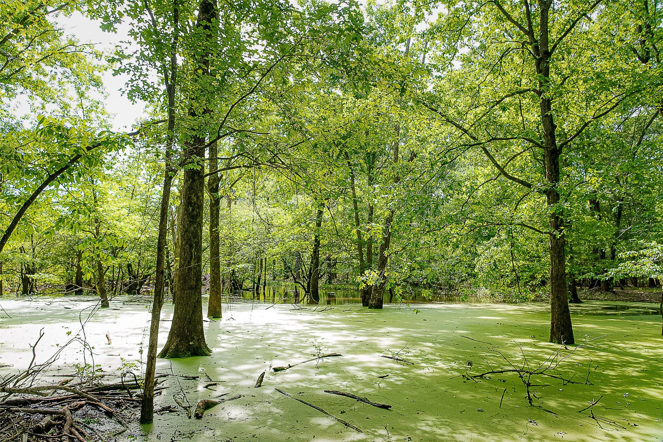 Unimproved Land For Sale in Cherokee County , 00 Off of Farm to Market Road 2064, Troup, Texas 75789, 0, 0, Garage spaces, 0 Sqft, built in 0, Price $980,000, mls#21264606, Real Estate Agent in Troup, Homes For Sale in Cherokee county, Homes For Sale in Troup, Realtor in Troup Texas, Real Estate Brokerage Independent Realty Texas, Luminita Cordes Realtor