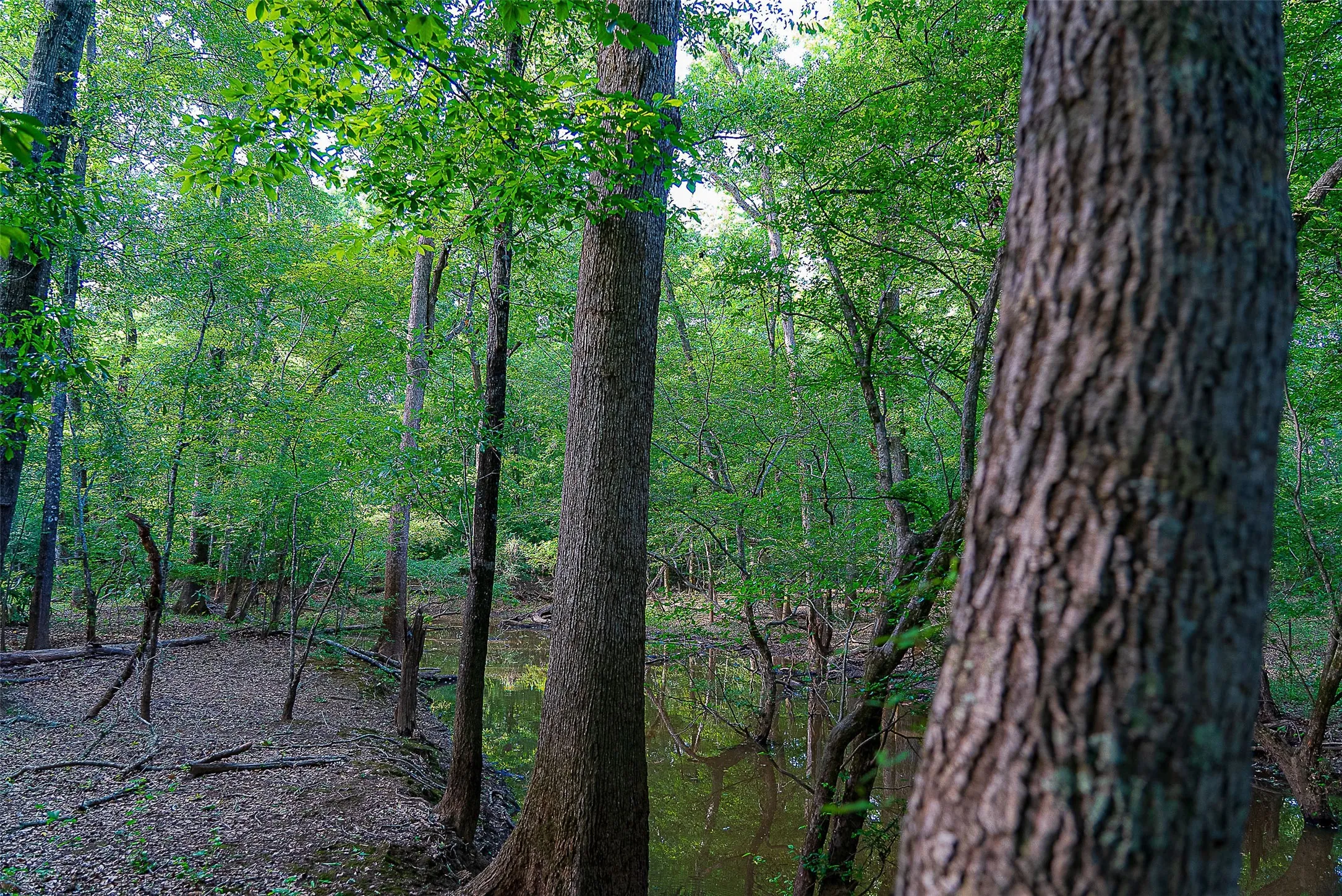 Unimproved Land For Sale in Cherokee County , 00 Off of Farm to Market Road 2064, Troup, Texas 75789, 0, 0, Garage spaces, 0 Sqft, built in 0, Price $980,000, mls#21264606, Real Estate Agent in Troup, Homes For Sale in Cherokee county, Homes For Sale in Troup, Realtor in Troup Texas, Real Estate Brokerage Independent Realty Texas, Luminita Cordes Realtor