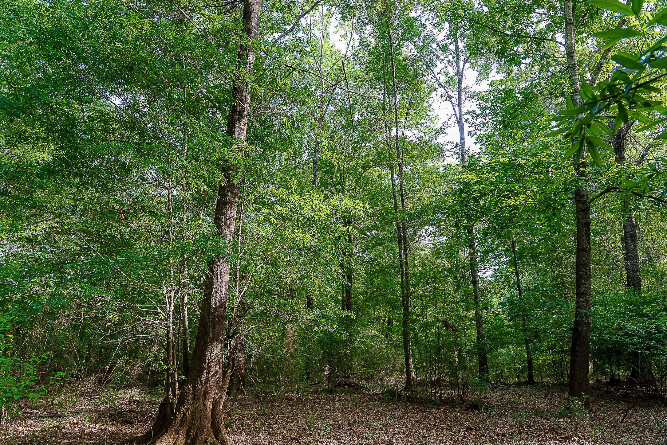 Unimproved Land For Sale in Cherokee County , 00 Off of Farm to Market Road 2064, Troup, Texas 75789, 0, 0, Garage spaces, 0 Sqft, built in 0, Price $980,000, mls#21264606, Real Estate Agent in Troup, Homes For Sale in Cherokee county, Homes For Sale in Troup, Realtor in Troup Texas, Real Estate Brokerage Independent Realty Texas, Luminita Cordes Realtor