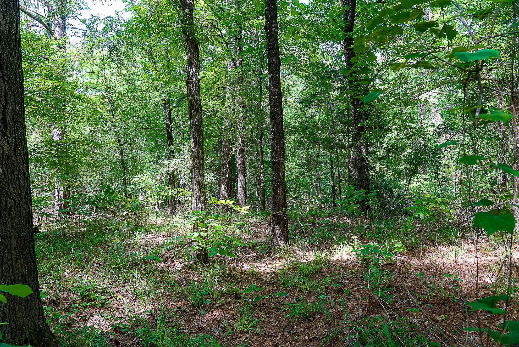 Unimproved Land For Sale in Cherokee County , 00 Off of Farm to Market Road 2064, Troup, Texas 75789, 0, 0, Garage spaces, 0 Sqft, built in 0, Price $980,000, mls#21264606, Real Estate Agent in Troup, Homes For Sale in Cherokee county, Homes For Sale in Troup, Realtor in Troup Texas, Real Estate Brokerage Independent Realty Texas, Luminita Cordes Realtor