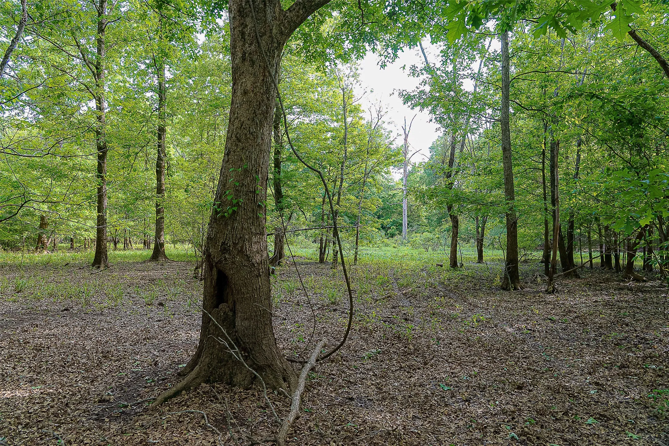 Unimproved Land For Sale in Cherokee County , 00 Off of Farm to Market Road 2064, Troup, Texas 75789, 0, 0, Garage spaces, 0 Sqft, built in 0, Price $980,000, mls#21264606, Real Estate Agent in Troup, Homes For Sale in Cherokee county, Homes For Sale in Troup, Realtor in Troup Texas, Real Estate Brokerage Independent Realty Texas, Luminita Cordes Realtor