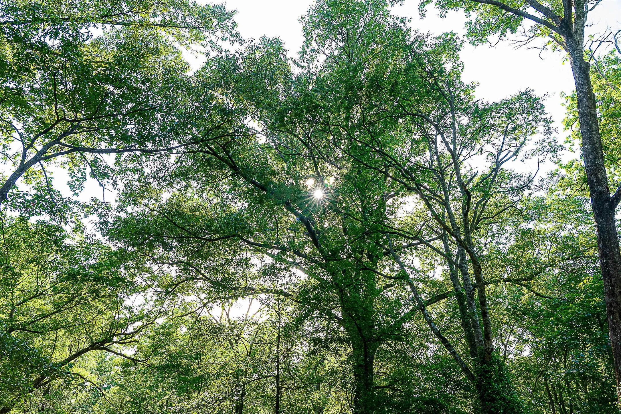 Unimproved Land For Sale in Cherokee County , 00 Off of Farm to Market Road 2064, Troup, Texas 75789, 0, 0, Garage spaces, 0 Sqft, built in 0, Price $980,000, mls#21264606, Real Estate Agent in Troup, Homes For Sale in Cherokee county, Homes For Sale in Troup, Realtor in Troup Texas, Real Estate Brokerage Independent Realty Texas, Luminita Cordes Realtor