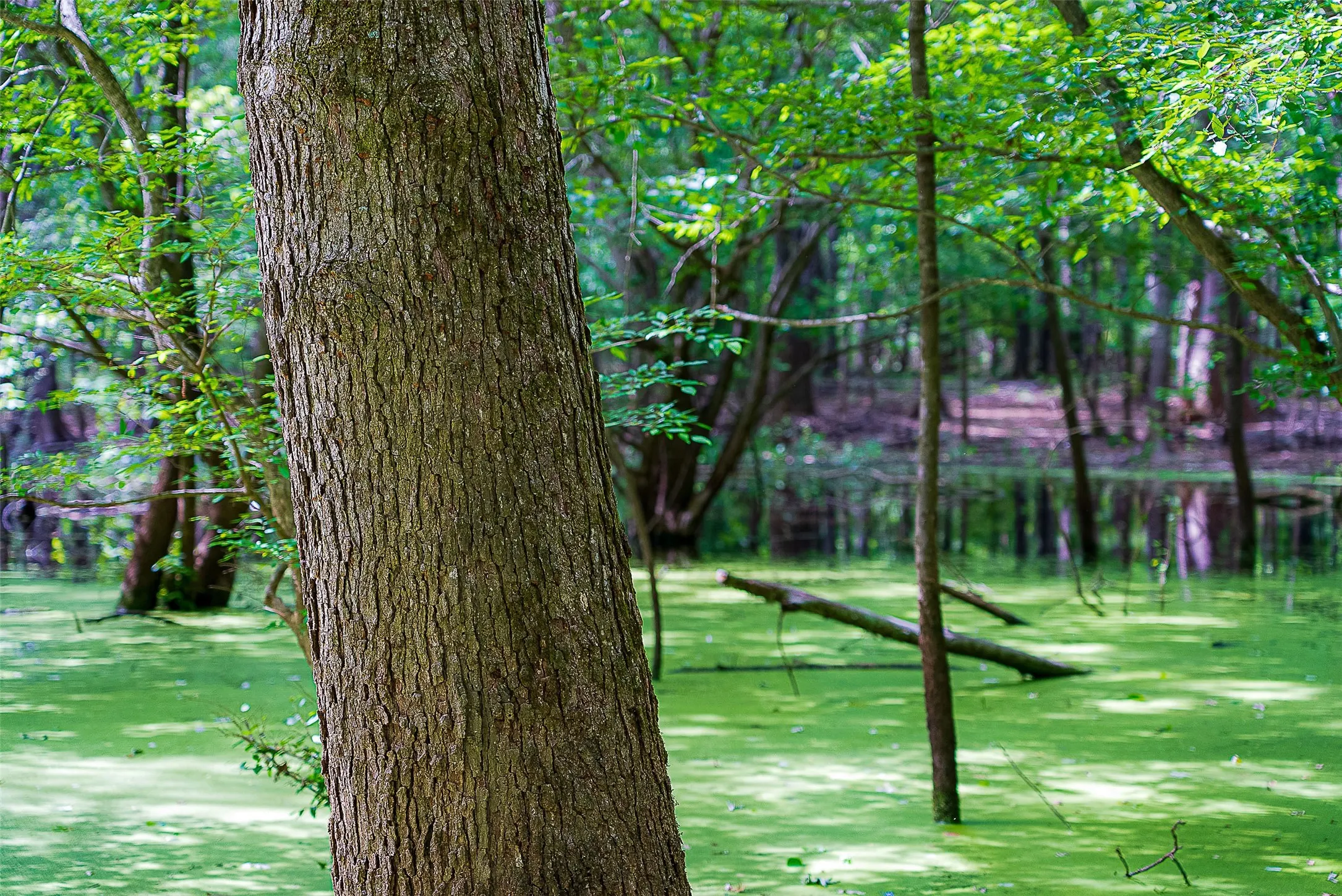 Unimproved Land For Sale in Cherokee County , 00 Off of Farm to Market Road 2064, Troup, Texas 75789, 0, 0, Garage spaces, 0 Sqft, built in 0, Price $980,000, mls#21264606, Real Estate Agent in Troup, Homes For Sale in Cherokee county, Homes For Sale in Troup, Realtor in Troup Texas, Real Estate Brokerage Independent Realty Texas, Luminita Cordes Realtor
