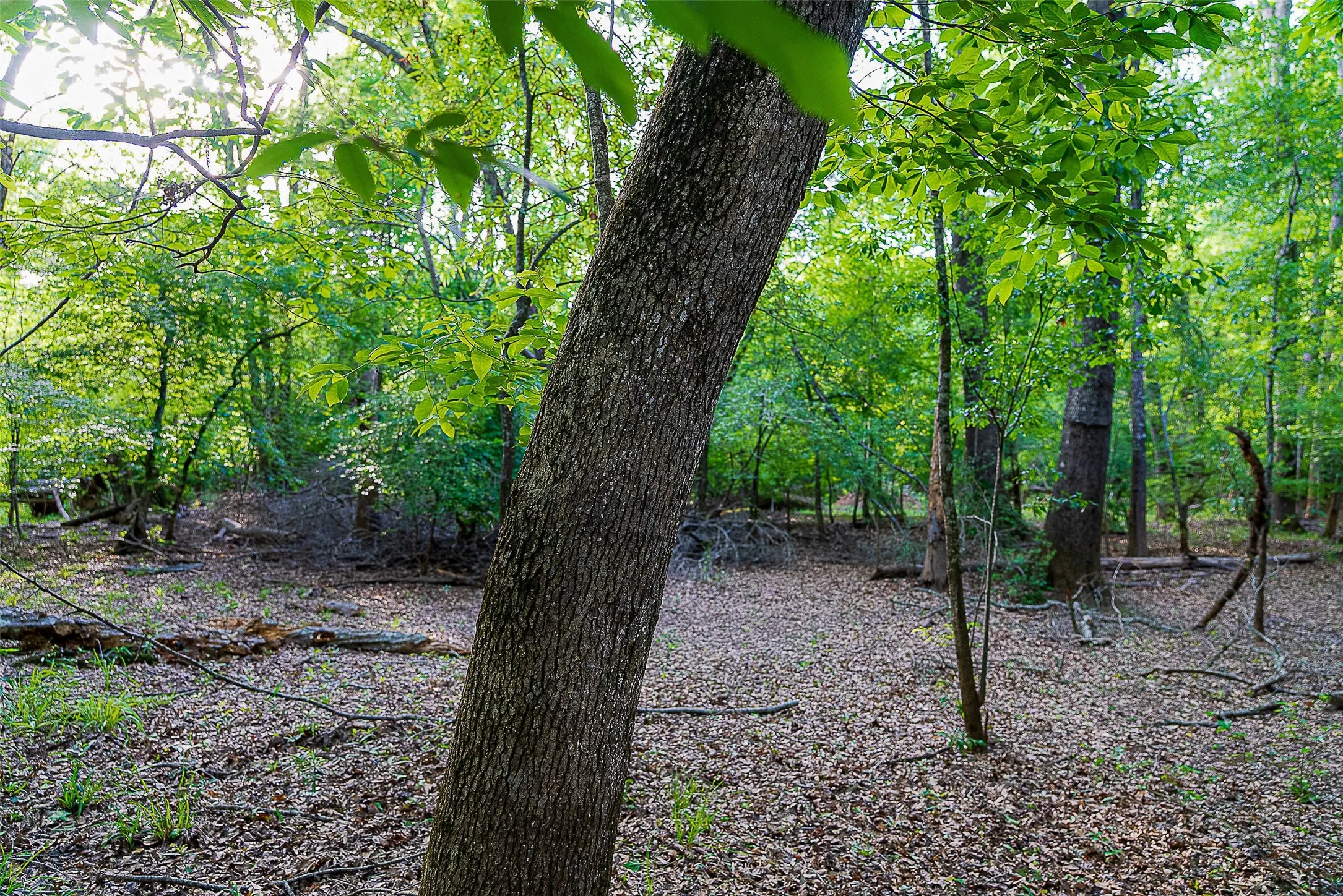 Unimproved Land For Sale in Cherokee County , 00 Off of Farm to Market Road 2064, Troup, Texas 75789, 0, 0, Garage spaces, 0 Sqft, built in 0, Price $980,000, mls#21264606, Real Estate Agent in Troup, Homes For Sale in Cherokee county, Homes For Sale in Troup, Realtor in Troup Texas, Real Estate Brokerage Independent Realty Texas, Luminita Cordes Realtor