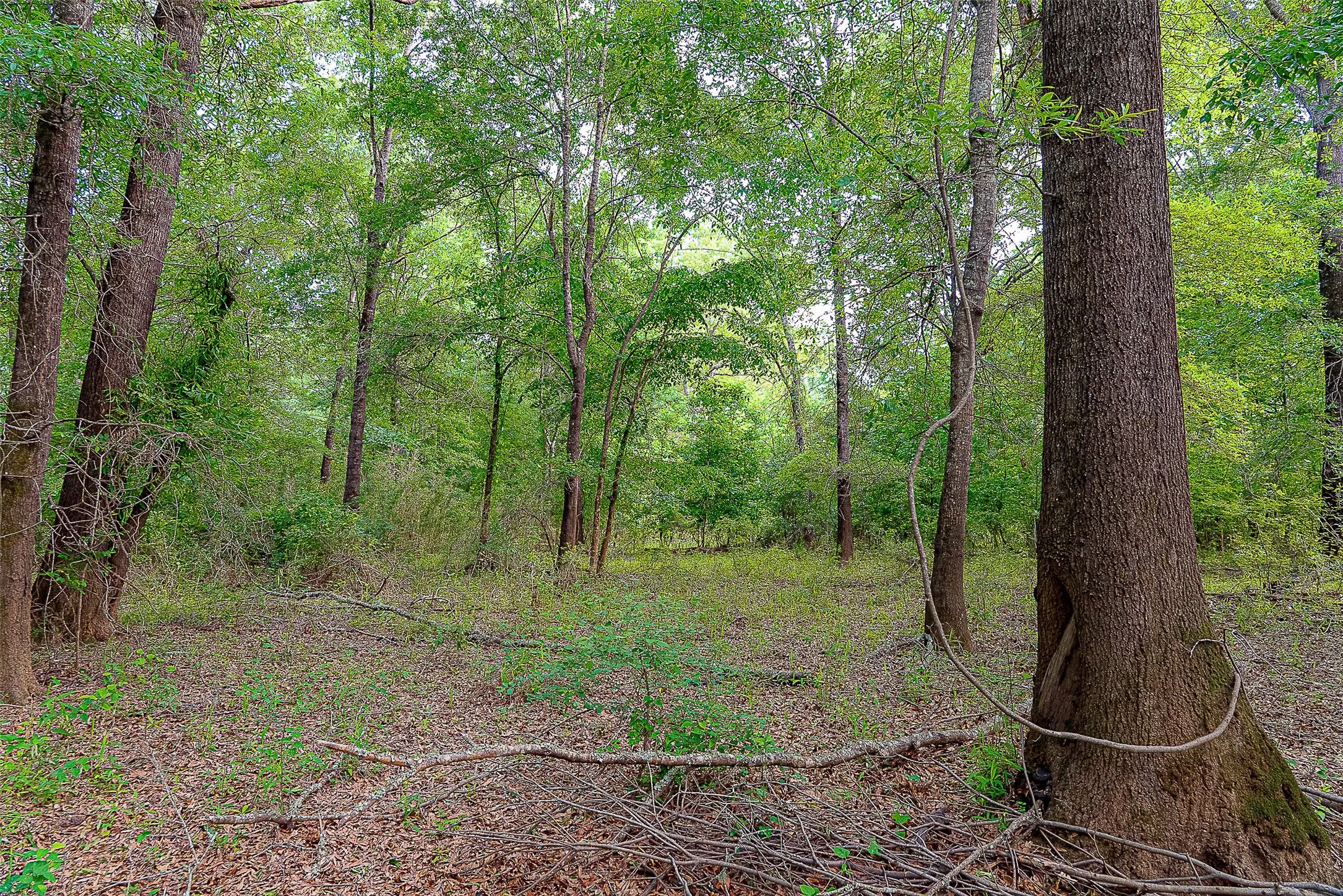 Unimproved Land For Sale in Cherokee County , 00 Off of Farm to Market Road 2064, Troup, Texas 75789, 0, 0, Garage spaces, 0 Sqft, built in 0, Price $980,000, mls#21264606, Real Estate Agent in Troup, Homes For Sale in Cherokee county, Homes For Sale in Troup, Realtor in Troup Texas, Real Estate Brokerage Independent Realty Texas, Luminita Cordes Realtor