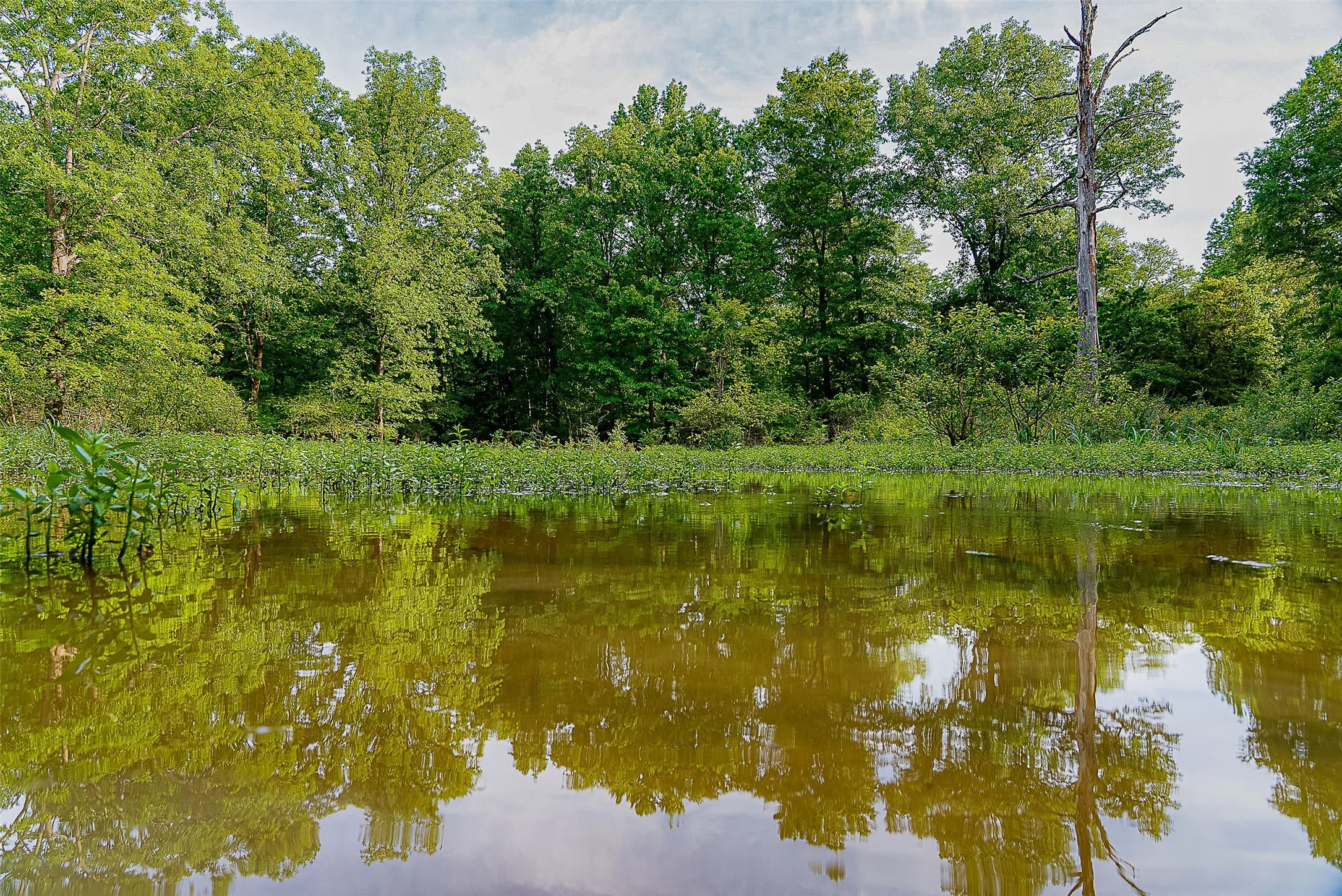 Unimproved Land For Sale in Cherokee County , 00 Off of Farm to Market Road 2064, Troup, Texas 75789, 0, 0, Garage spaces, 0 Sqft, built in 0, Price $980,000, mls#21264606, Real Estate Agent in Troup, Homes For Sale in Cherokee county, Homes For Sale in Troup, Realtor in Troup Texas, Real Estate Brokerage Independent Realty Texas, Luminita Cordes Realtor