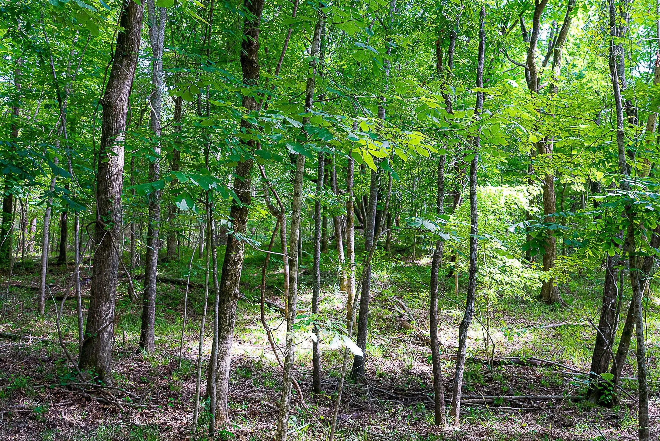 Unimproved Land For Sale in Cherokee County , 00 Off of Farm to Market Road 2064, Troup, Texas 75789, 0, 0, Garage spaces, 0 Sqft, built in 0, Price $980,000, mls#21264606, Real Estate Agent in Troup, Homes For Sale in Cherokee county, Homes For Sale in Troup, Realtor in Troup Texas, Real Estate Brokerage Independent Realty Texas, Luminita Cordes Realtor