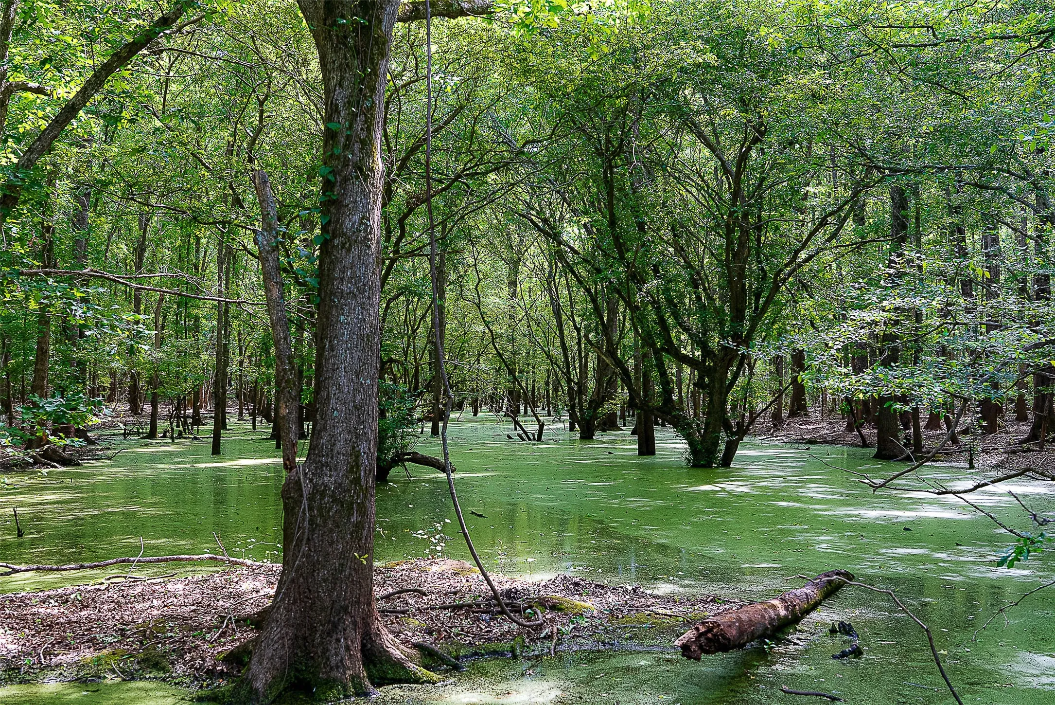 Unimproved Land For Sale in Cherokee County , 00 Off of Farm to Market Road 2064, Troup, Texas 75789, 0, 0, Garage spaces, 0 Sqft, built in 0, Price $980,000, mls#21264606, Real Estate Agent in Troup, Homes For Sale in Cherokee county, Homes For Sale in Troup, Realtor in Troup Texas, Real Estate Brokerage Independent Realty Texas, Luminita Cordes Realtor