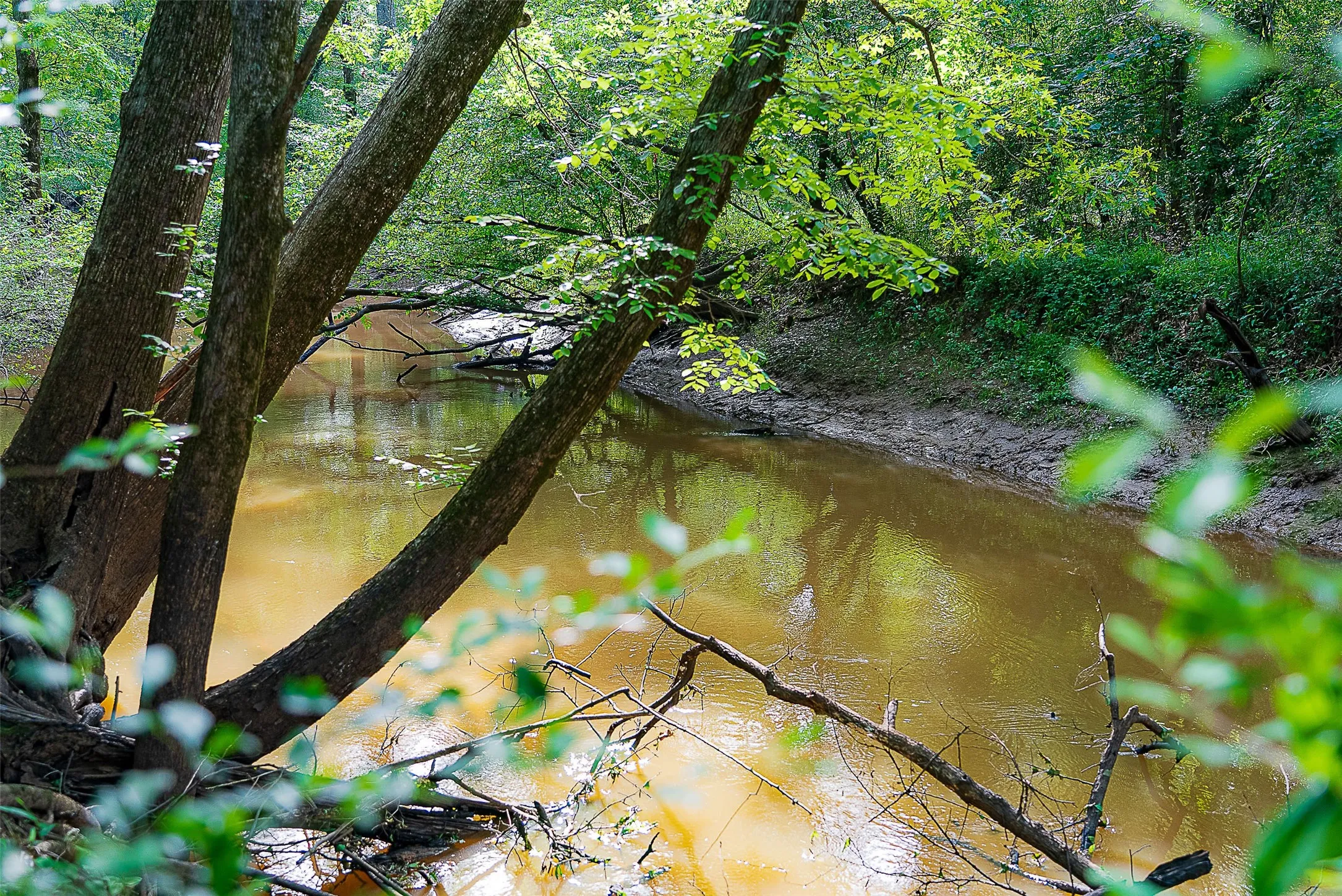 Unimproved Land For Sale in Cherokee County , 00 Off of Farm to Market Road 2064, Troup, Texas 75789, 0, 0, Garage spaces, 0 Sqft, built in 0, Price $980,000, mls#21264606, Real Estate Agent in Troup, Homes For Sale in Cherokee county, Homes For Sale in Troup, Realtor in Troup Texas, Real Estate Brokerage Independent Realty Texas, Luminita Cordes Realtor
