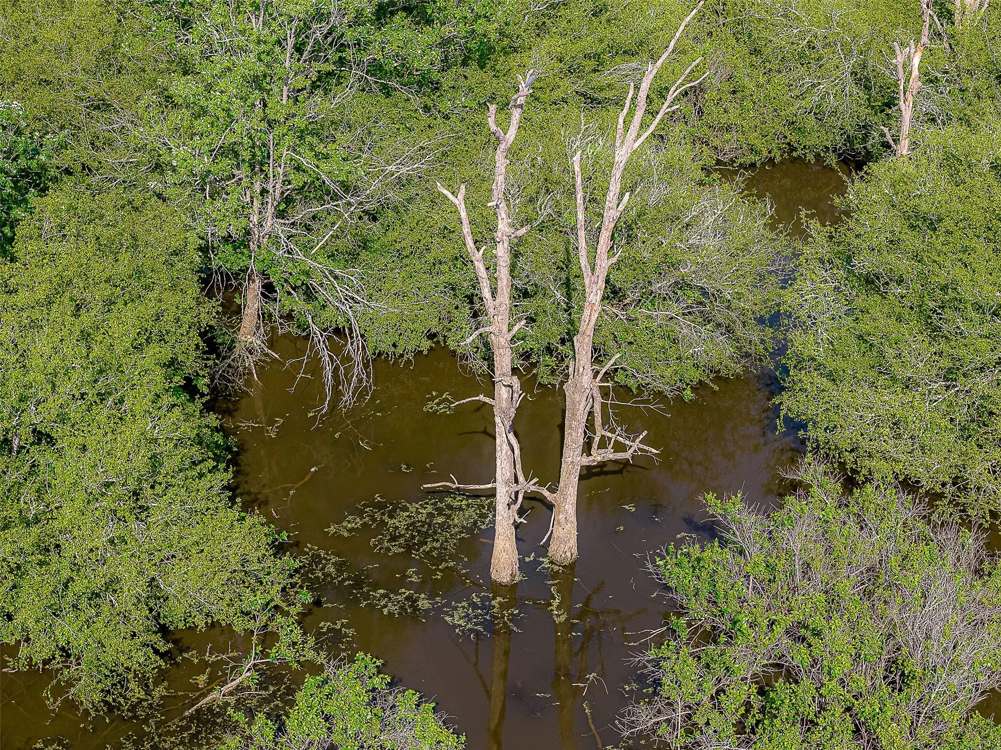 Unimproved Land For Sale in Cherokee County , 00 Off of Farm to Market Road 2064, Troup, Texas 75789, 0, 0, Garage spaces, 0 Sqft, built in 0, Price $980,000, mls#21264606, Real Estate Agent in Troup, Homes For Sale in Cherokee county, Homes For Sale in Troup, Realtor in Troup Texas, Real Estate Brokerage Independent Realty Texas, Luminita Cordes Realtor