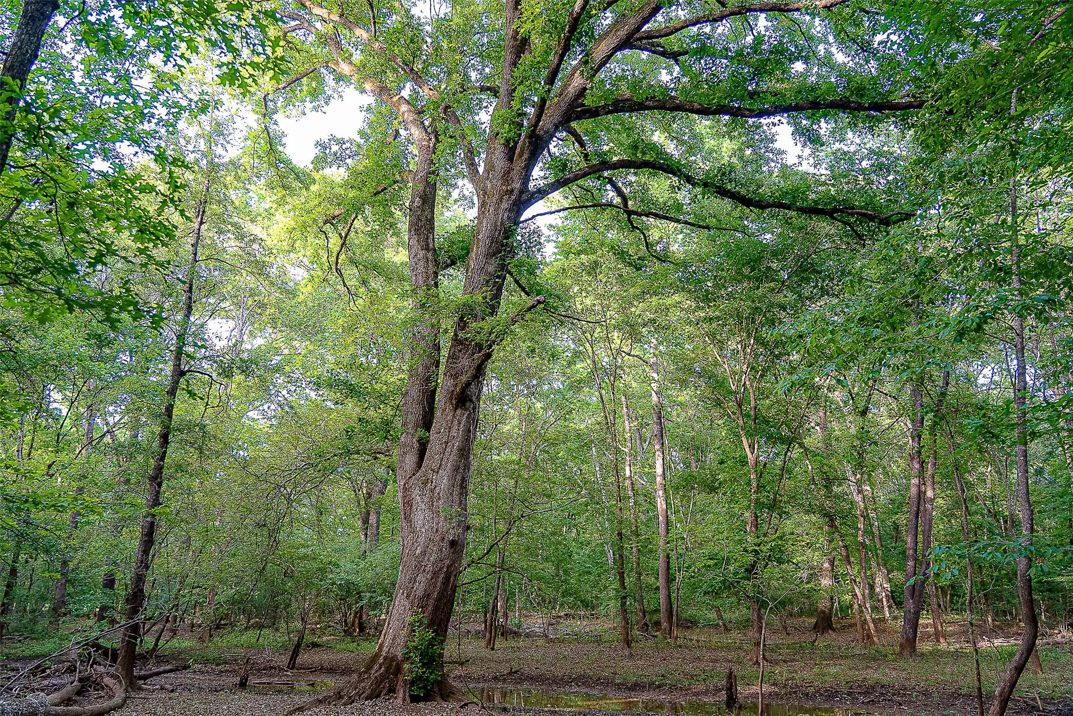 Unimproved Land For Sale in Cherokee County , 00 Off of Farm to Market Road 2064, Troup, Texas 75789, 0, 0, Garage spaces, 0 Sqft, built in 0, Price $980,000, mls#21264606, Real Estate Agent in Troup, Homes For Sale in Cherokee county, Homes For Sale in Troup, Realtor in Troup Texas, Real Estate Brokerage Independent Realty Texas, Luminita Cordes Realtor