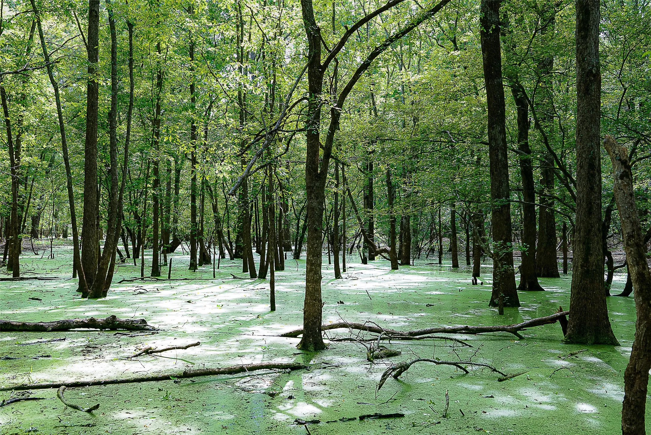Unimproved Land For Sale in Cherokee County , 00 Off of Farm to Market Road 2064, Troup, Texas 75789, 0, 0, Garage spaces, 0 Sqft, built in 0, Price $980,000, mls#21264606, Real Estate Agent in Troup, Homes For Sale in Cherokee county, Homes For Sale in Troup, Realtor in Troup Texas, Real Estate Brokerage Independent Realty Texas, Luminita Cordes Realtor