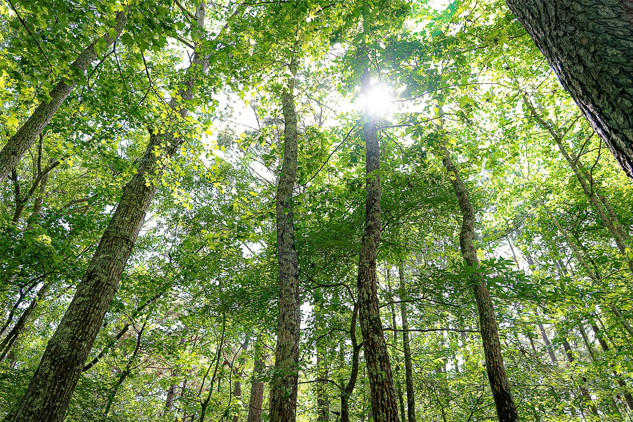 Unimproved Land For Sale in Cherokee County , 00 Off of Farm to Market Road 2064, Troup, Texas 75789, 0, 0, Garage spaces, 0 Sqft, built in 0, Price $980,000, mls#21264606, Real Estate Agent in Troup, Homes For Sale in Cherokee county, Homes For Sale in Troup, Realtor in Troup Texas, Real Estate Brokerage Independent Realty Texas, Luminita Cordes Realtor