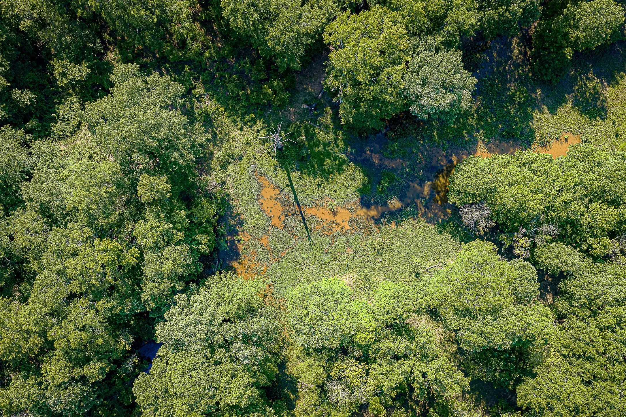 Unimproved Land For Sale in Cherokee County , 00 Off of Farm to Market Road 2064, Troup, Texas 75789, 0, 0, Garage spaces, 0 Sqft, built in 0, Price $980,000, mls#21264606, Real Estate Agent in Troup, Homes For Sale in Cherokee county, Homes For Sale in Troup, Realtor in Troup Texas, Real Estate Brokerage Independent Realty Texas, Luminita Cordes Realtor