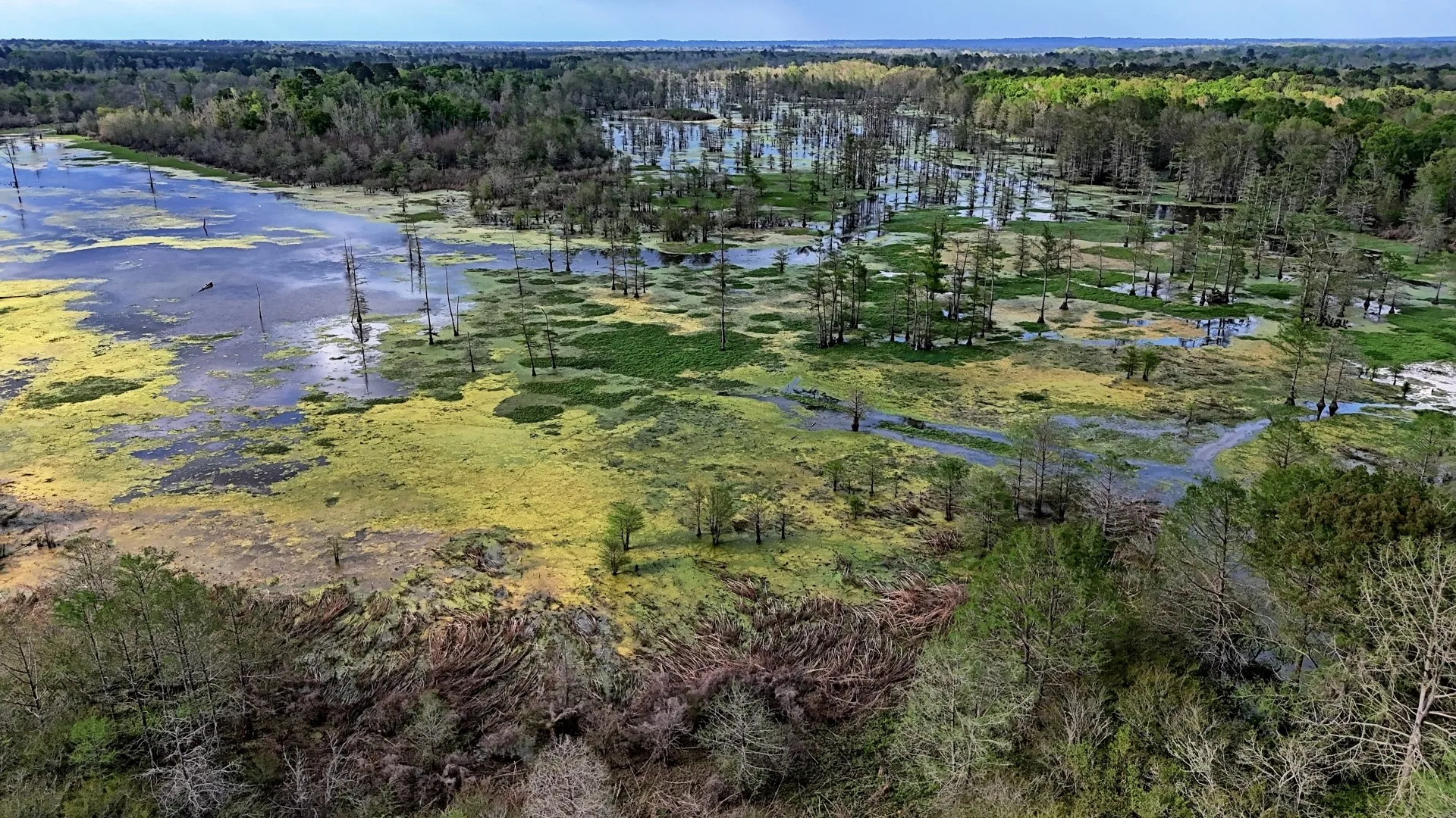 Ranch For Sale in Panola County , TBD County Rd 401, Carthage, Texas 75633, 0, 0, Garage spaces, 0 Sqft, built in 0, Price $1,950,000, mls#21264692, Real Estate Agent in Carthage, Homes For Sale in Panola county, Homes For Sale in Carthage, Realtor in Carthage Texas, Real Estate Brokerage Independent Realty Texas, Luminita Cordes Realtor
