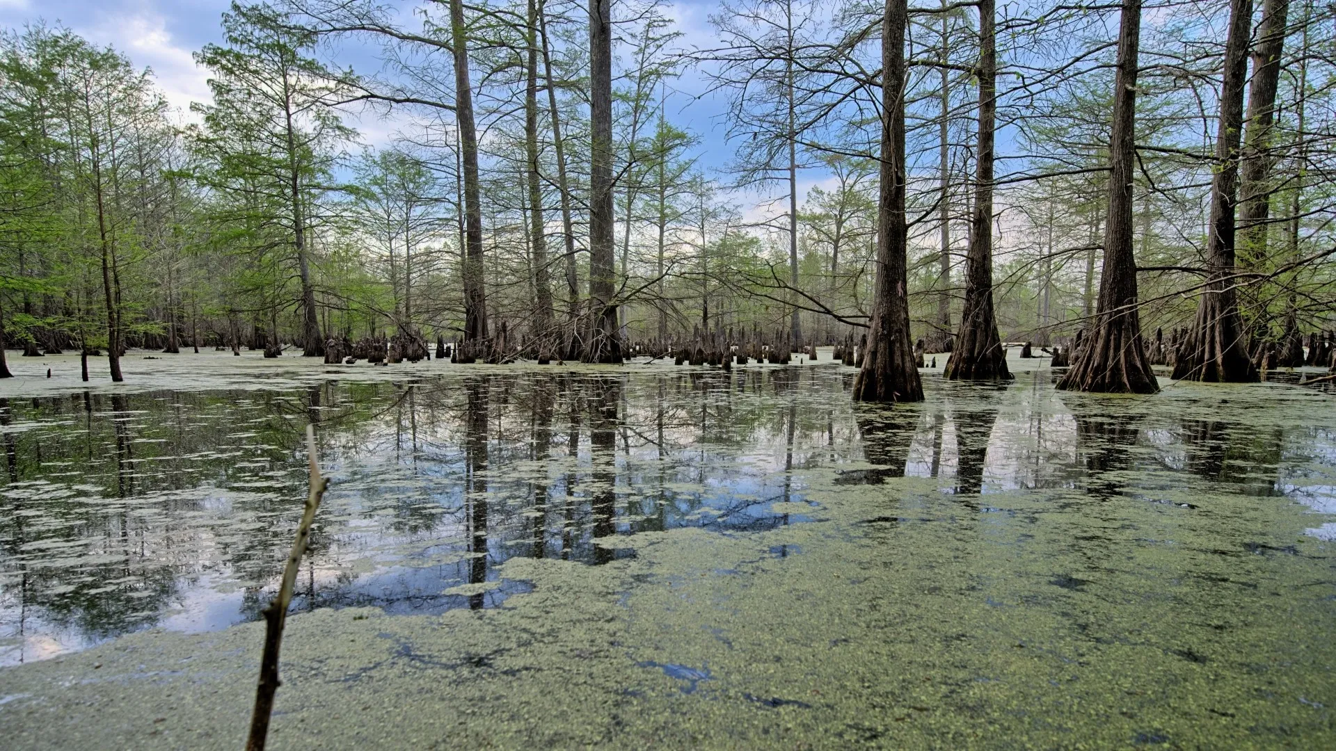 Ranch For Sale in Panola County , TBD County Rd 401, Carthage, Texas 75633, 0, 0, Garage spaces, 0 Sqft, built in 0, Price $1,950,000, mls#21264692, Real Estate Agent in Carthage, Homes For Sale in Panola county, Homes For Sale in Carthage, Realtor in Carthage Texas, Real Estate Brokerage Independent Realty Texas, Luminita Cordes Realtor