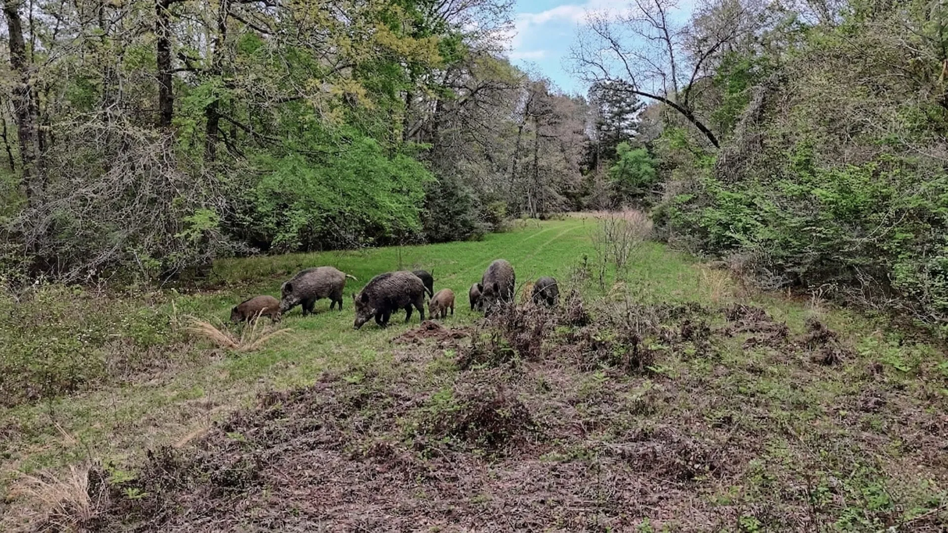Ranch For Sale in Panola County , TBD County Rd 401, Carthage, Texas 75633, 0, 0, Garage spaces, 0 Sqft, built in 0, Price $1,950,000, mls#21264692, Real Estate Agent in Carthage, Homes For Sale in Panola county, Homes For Sale in Carthage, Realtor in Carthage Texas, Real Estate Brokerage Independent Realty Texas, Luminita Cordes Realtor