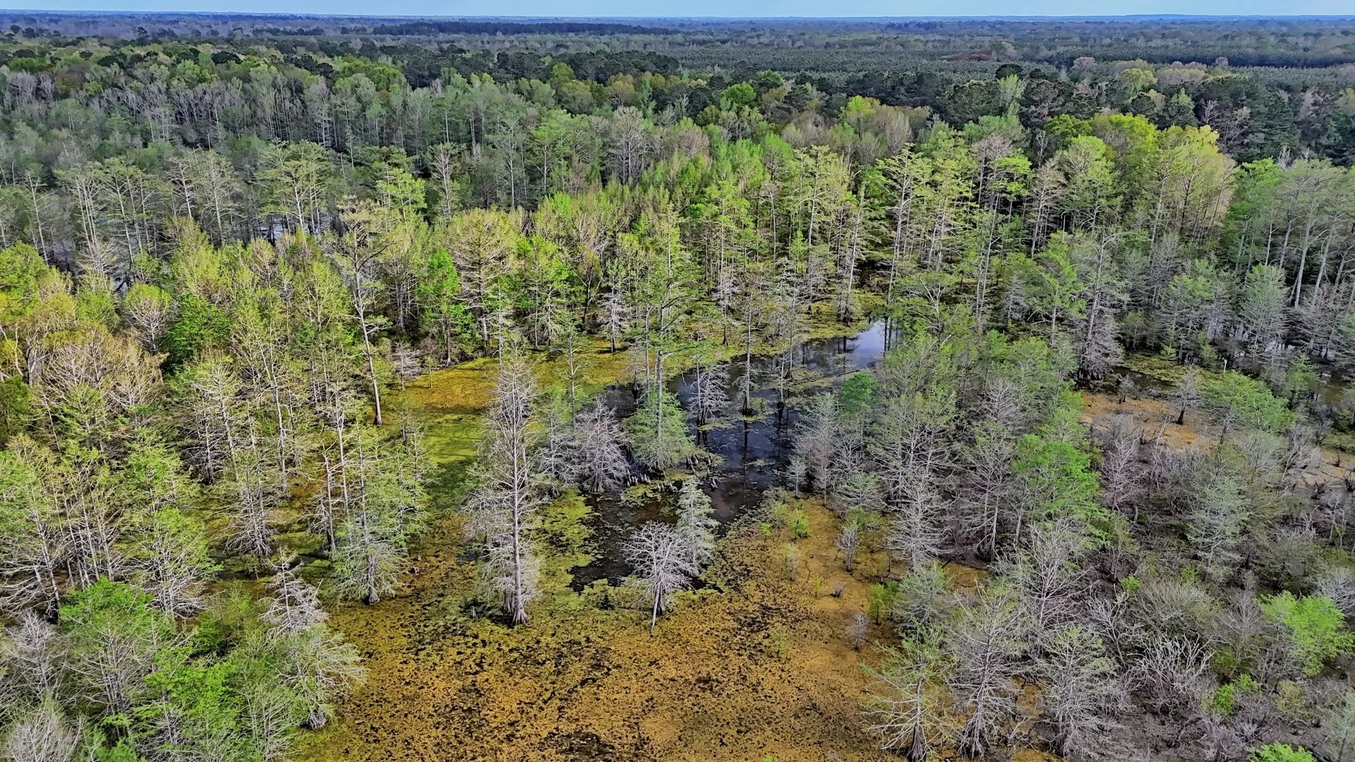 Ranch For Sale in Panola County , TBD County Rd 401, Carthage, Texas 75633, 0, 0, Garage spaces, 0 Sqft, built in 0, Price $1,950,000, mls#21264692, Real Estate Agent in Carthage, Homes For Sale in Panola county, Homes For Sale in Carthage, Realtor in Carthage Texas, Real Estate Brokerage Independent Realty Texas, Luminita Cordes Realtor