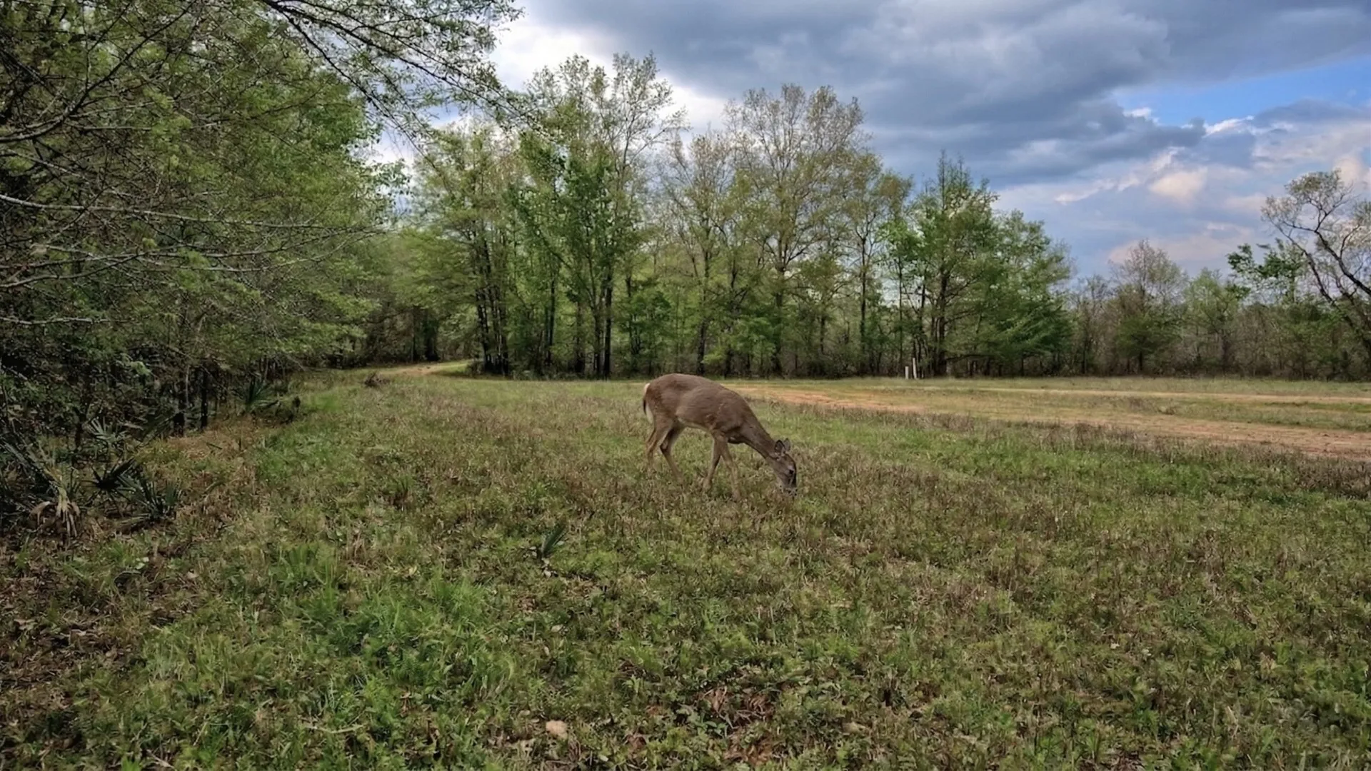 Ranch For Sale in Panola County , TBD County Rd 401, Carthage, Texas 75633, 0, 0, Garage spaces, 0 Sqft, built in 0, Price $1,950,000, mls#21264692, Real Estate Agent in Carthage, Homes For Sale in Panola county, Homes For Sale in Carthage, Realtor in Carthage Texas, Real Estate Brokerage Independent Realty Texas, Luminita Cordes Realtor