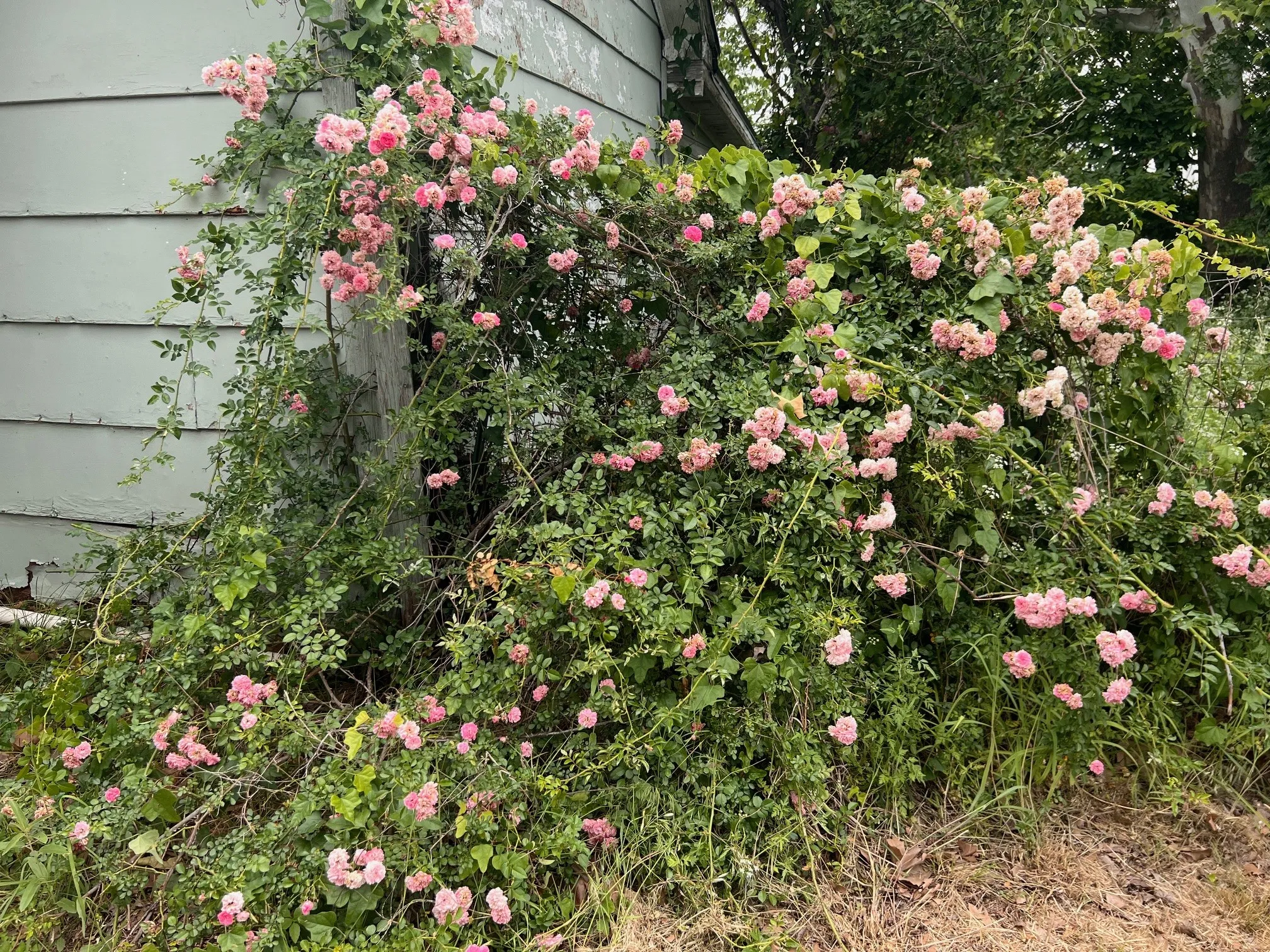 Single Family Residence For Sale in Comanche County , 101 E Commerce Street, Gustine, Texas 76455, 3 Bedrooms, 2 Bathrooms, Garage spaces, 980 Sqft, built in 1920, Price $72,900, mls#21253404, Real Estate Agent in Gustine, Homes For Sale in Comanche county, Homes For Sale in Gustine, Realtor in Gustine Texas, Real Estate Brokerage Independent Realty Texas, Luminita Cordes Realtor