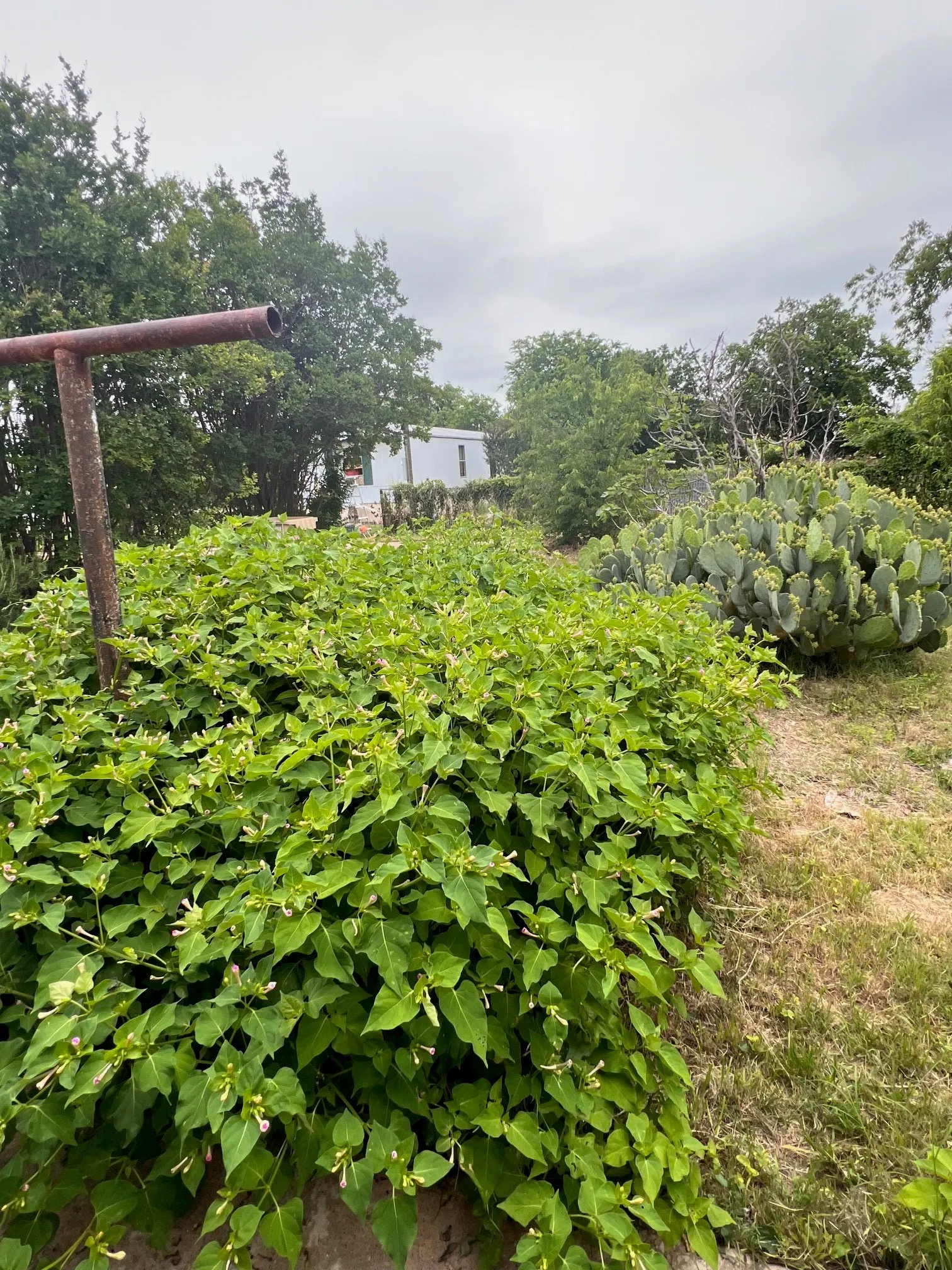 Single Family Residence For Sale in Comanche County , 101 E Commerce Street, Gustine, Texas 76455, 3 Bedrooms, 2 Bathrooms, Garage spaces, 980 Sqft, built in 1920, Price $72,900, mls#21253404, Real Estate Agent in Gustine, Homes For Sale in Comanche county, Homes For Sale in Gustine, Realtor in Gustine Texas, Real Estate Brokerage Independent Realty Texas, Luminita Cordes Realtor