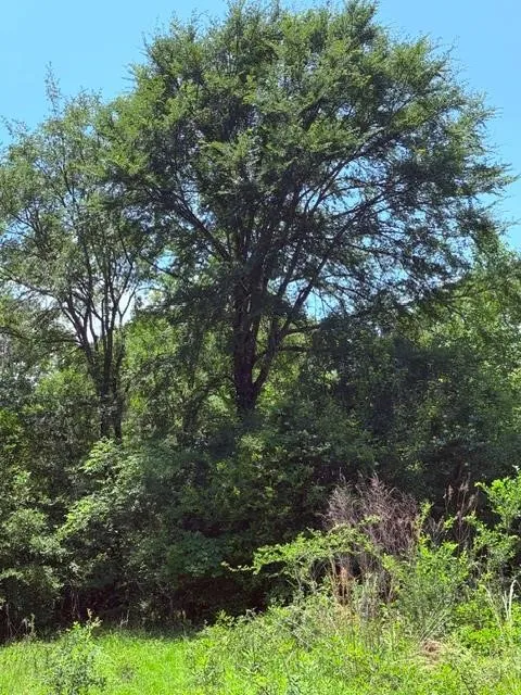 Unimproved Land For Sale in Henderson County , 00 County Road 3105, Chandler, Texas 75758, 0, 0, Garage spaces, 0 Sqft, built in 0, Price $289,000, mls#21261723, Real Estate Agent in Chandler, Homes For Sale in Henderson county, Homes For Sale in Chandler, Realtor in Chandler Texas, Real Estate Brokerage Independent Realty Texas, Luminita Cordes Realtor