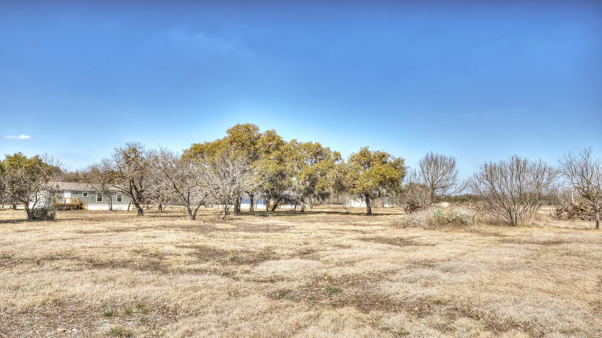 Expansive open lot featuring a scattered arrangement of mature trees, including both deciduous and evergreen varieties, against a clear blue sky