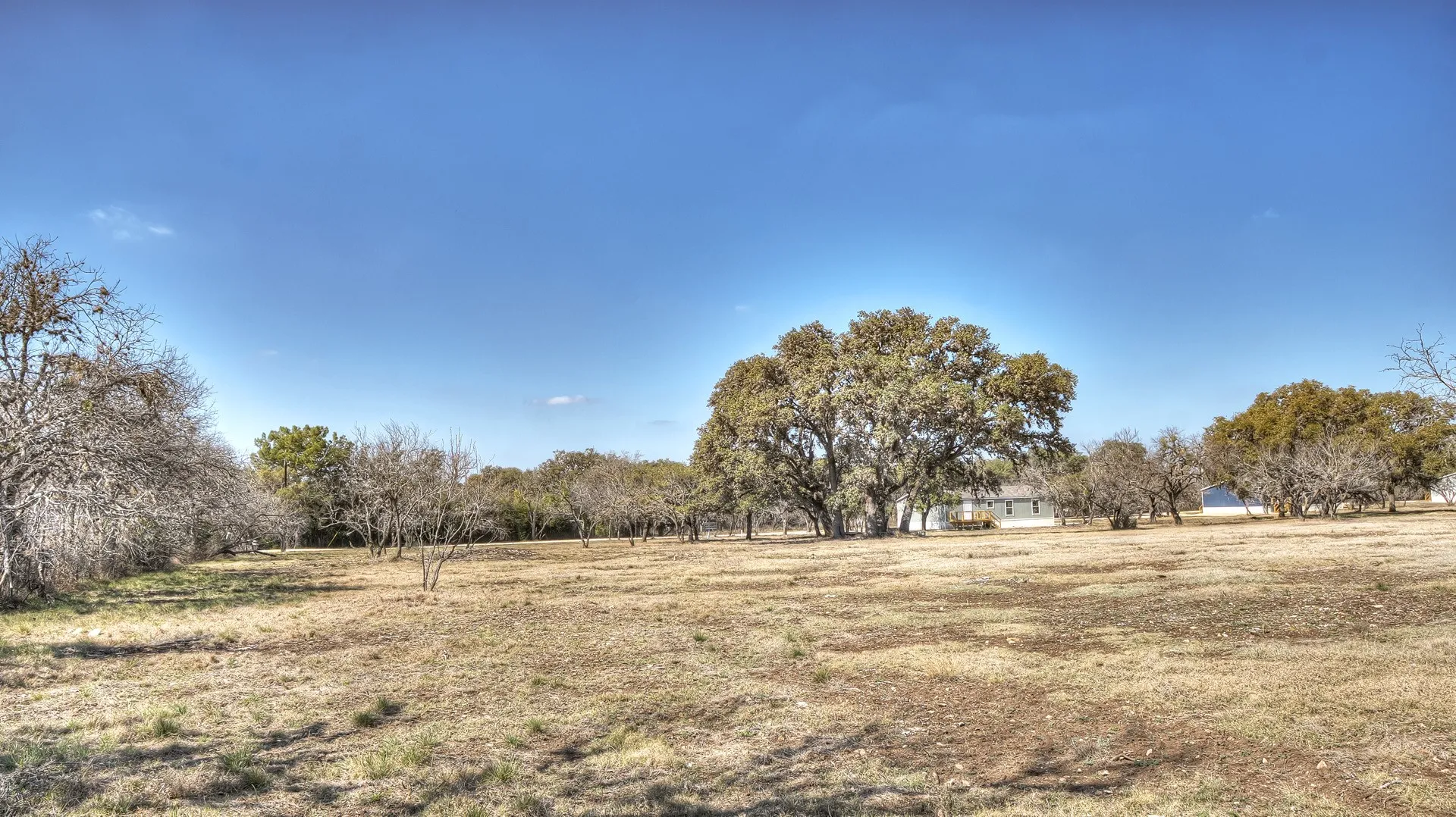 Expansive open field with scattered mature trees and distant structures under a clear blue sky