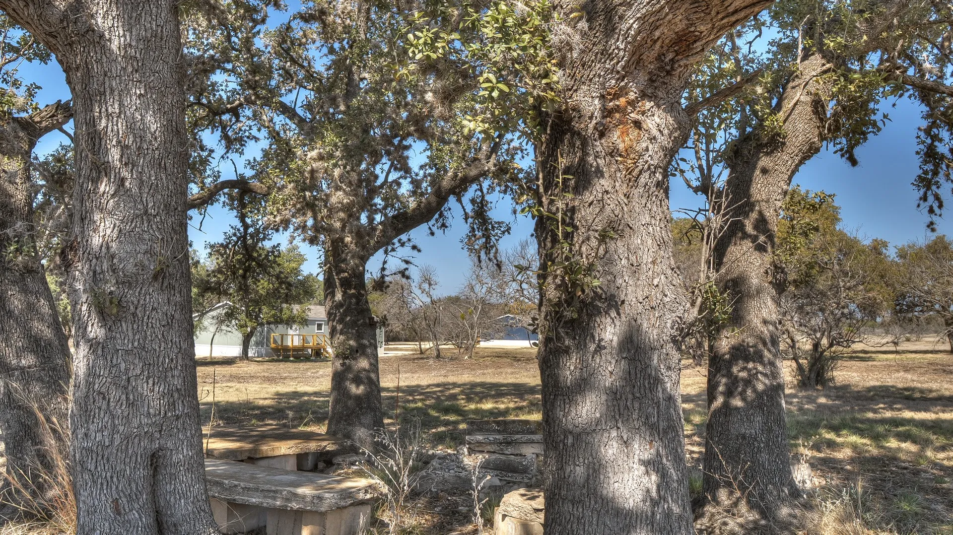 Expansive natural landscape featuring multiple mature trees with visible foliage