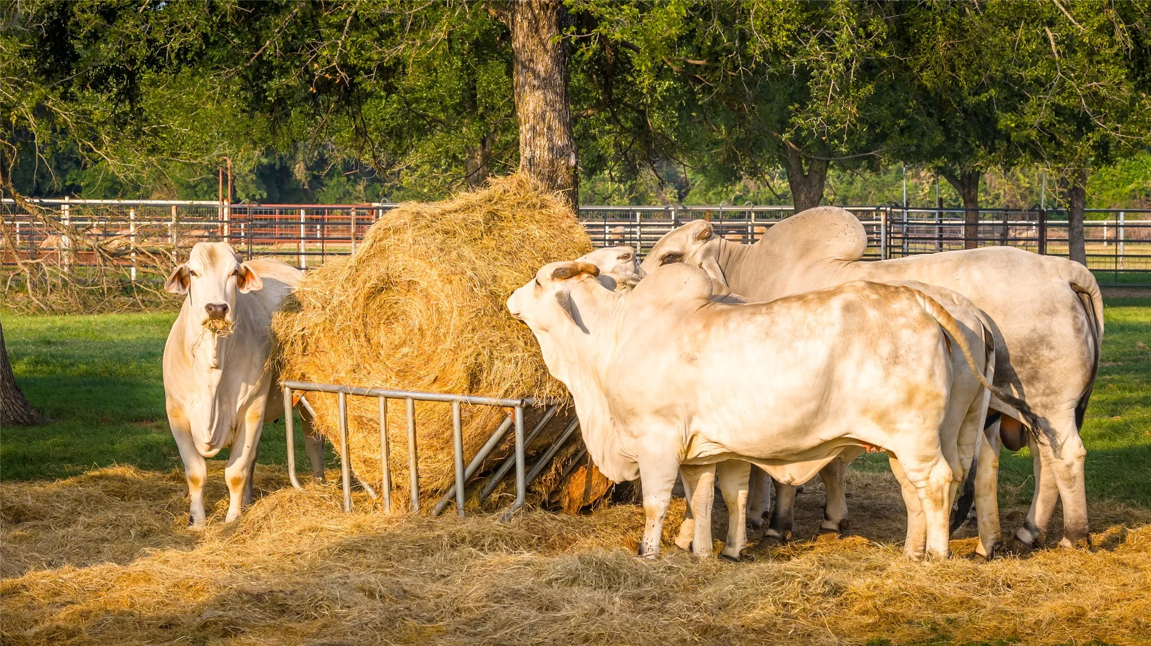Farm For Sale in Erath County , 24183 S US 281, Hico, Texas 76457, 4 Bedroom, 3 Bathroom, Garage spaces, 2,160 Sqft, built in 1999, mls#21265000, Real Estate Agent in Hico, Homes For Sale in Erath county, Homes For Sale in Hico, Realtor in Hico Texas, Real Estate Brokerage Independent Realty Texas, Luminita Cordes Realtor