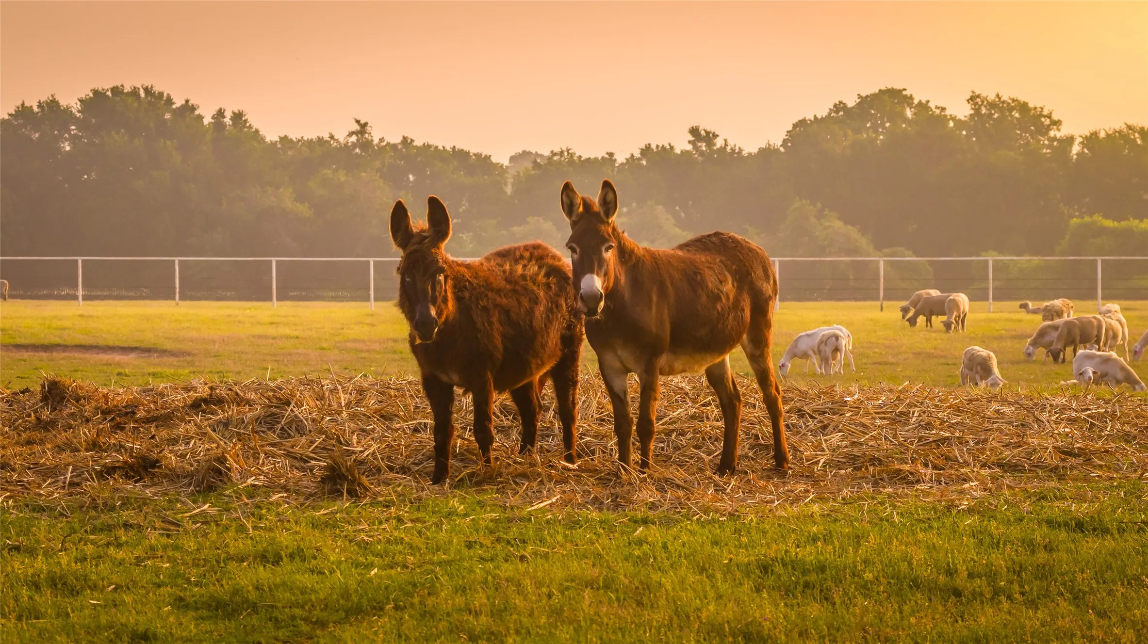 Farm For Sale in Erath County , 24183 S US 281, Hico, Texas 76457, 4 Bedroom, 3 Bathroom, Garage spaces, 2,160 Sqft, built in 1999, mls#21265000, Real Estate Agent in Hico, Homes For Sale in Erath county, Homes For Sale in Hico, Realtor in Hico Texas, Real Estate Brokerage Independent Realty Texas, Luminita Cordes Realtor
