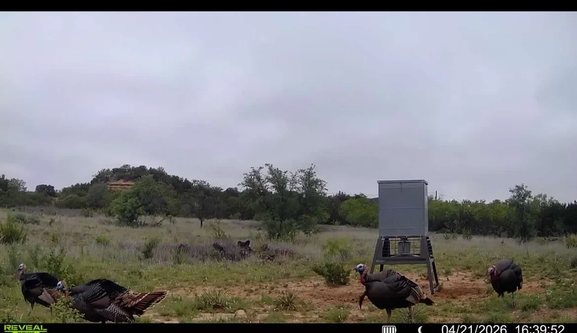 Ranch For Sale in Taylor County , TBD 90 Cr 220, Wingate, Texas 79566, 0, 0, Garage spaces, 0 Sqft, built in 0, Price $750,500, mls#21265302, Real Estate Agent in Wingate, Homes For Sale in Taylor county, Homes For Sale in Wingate, Realtor in Wingate Texas, Real Estate Brokerage Independent Realty Texas, Luminita Cordes Realtor
