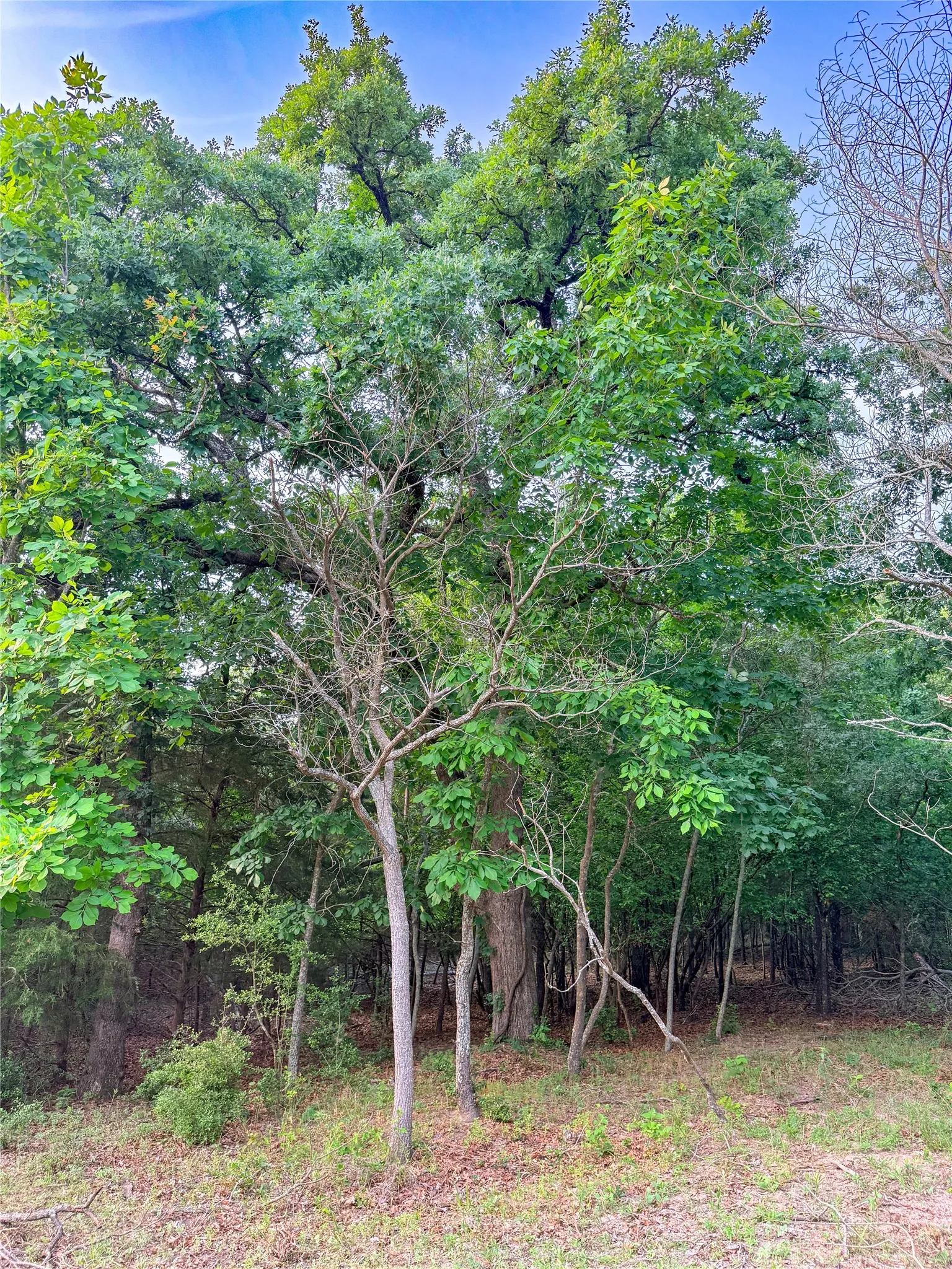 Wooded lot featuring mature trees and natural ground cover