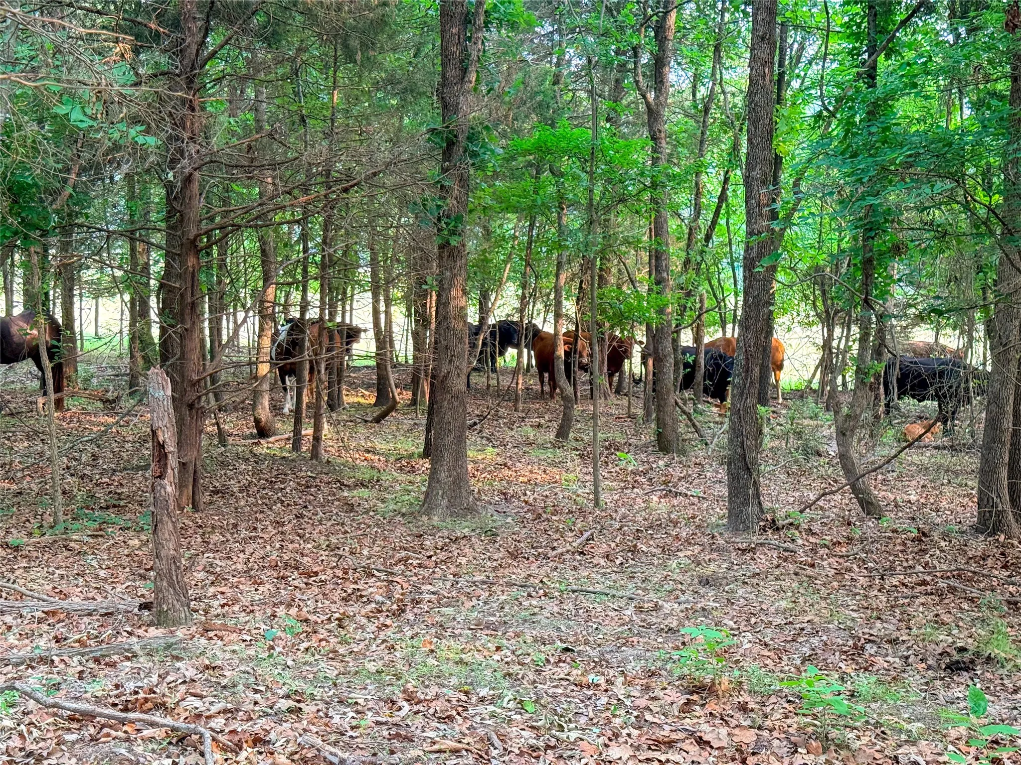 Wooded acreage featuring mature trees and a natural ground cover of fallen leaves