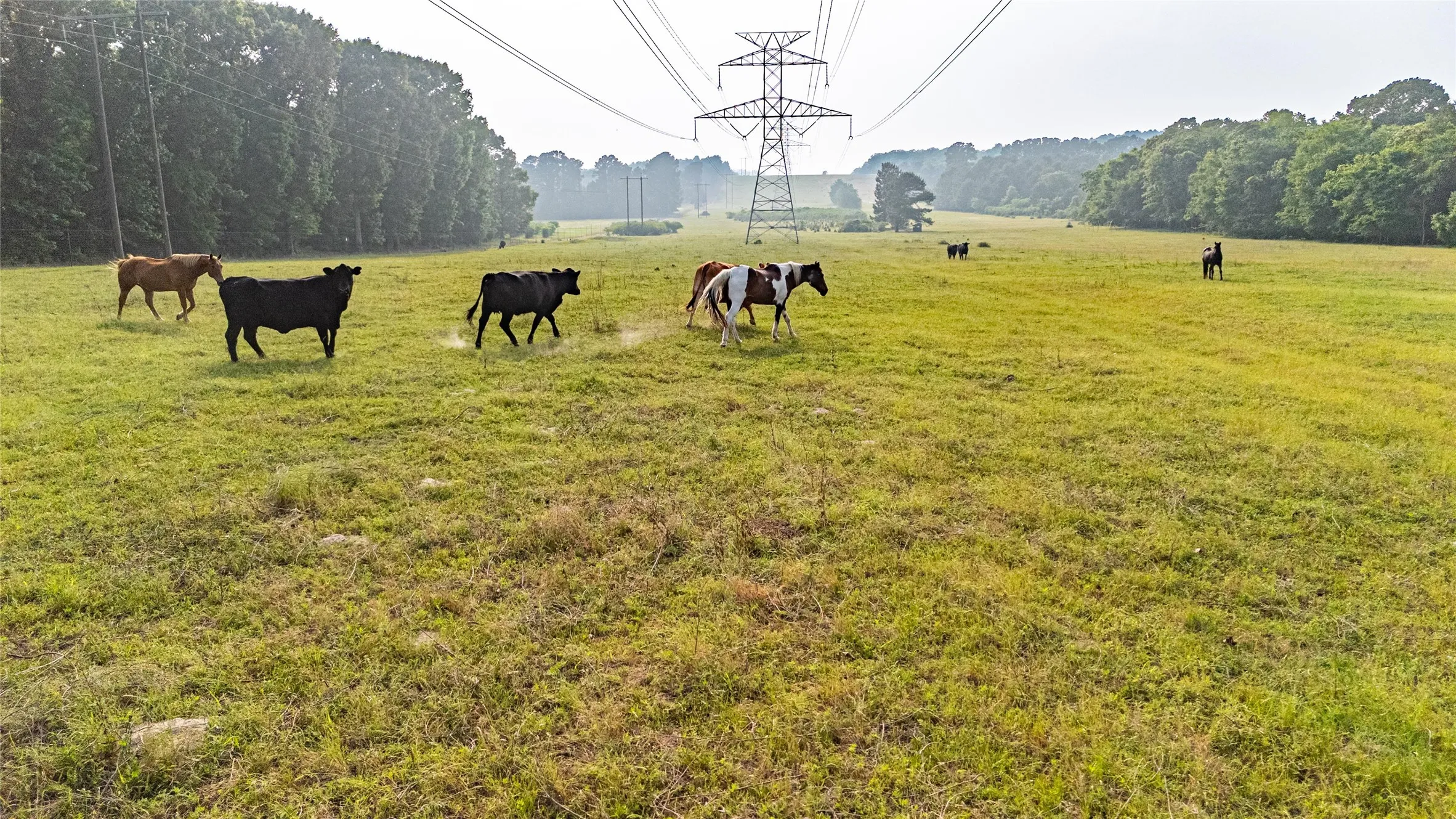 Expansive green pasture with a wooded perimeter