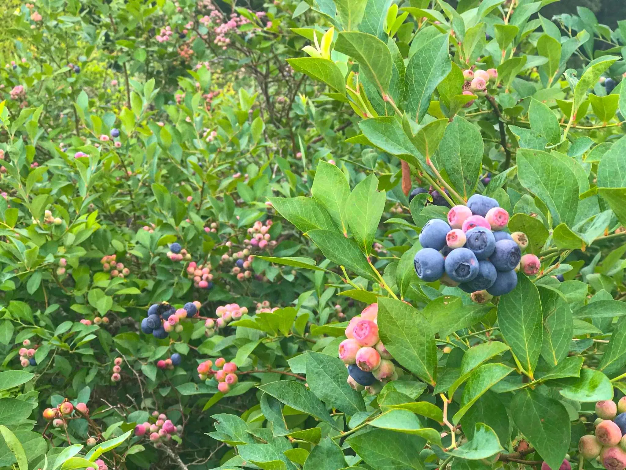 Blueberry bushes featuring ripening fruit with green foliage