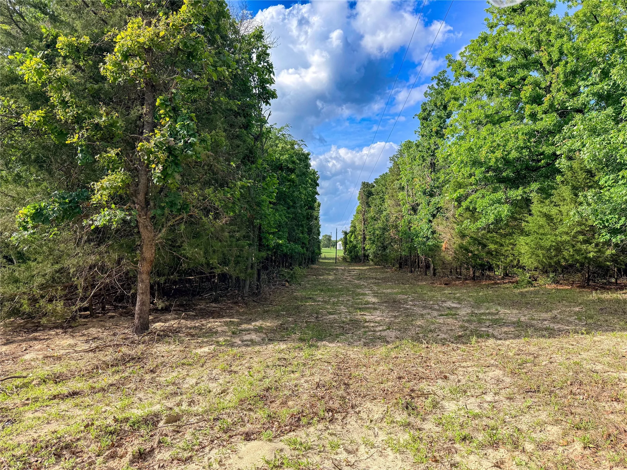 Expansive treed lot featuring a cleared pathway, mature deciduous trees, evergreen trees, and partial fencing in the distance