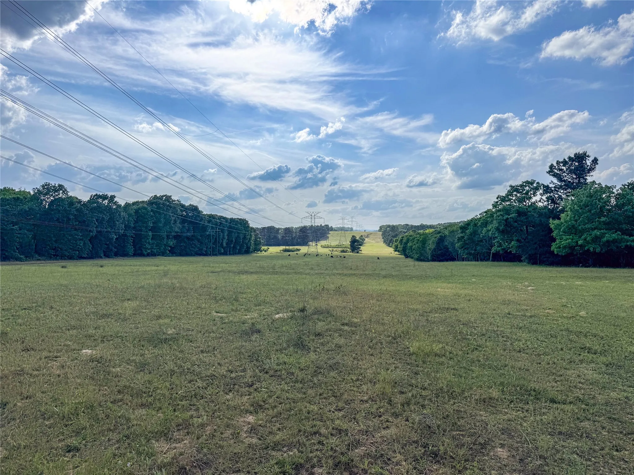 Expansive agricultural land bordered by mature trees on either side