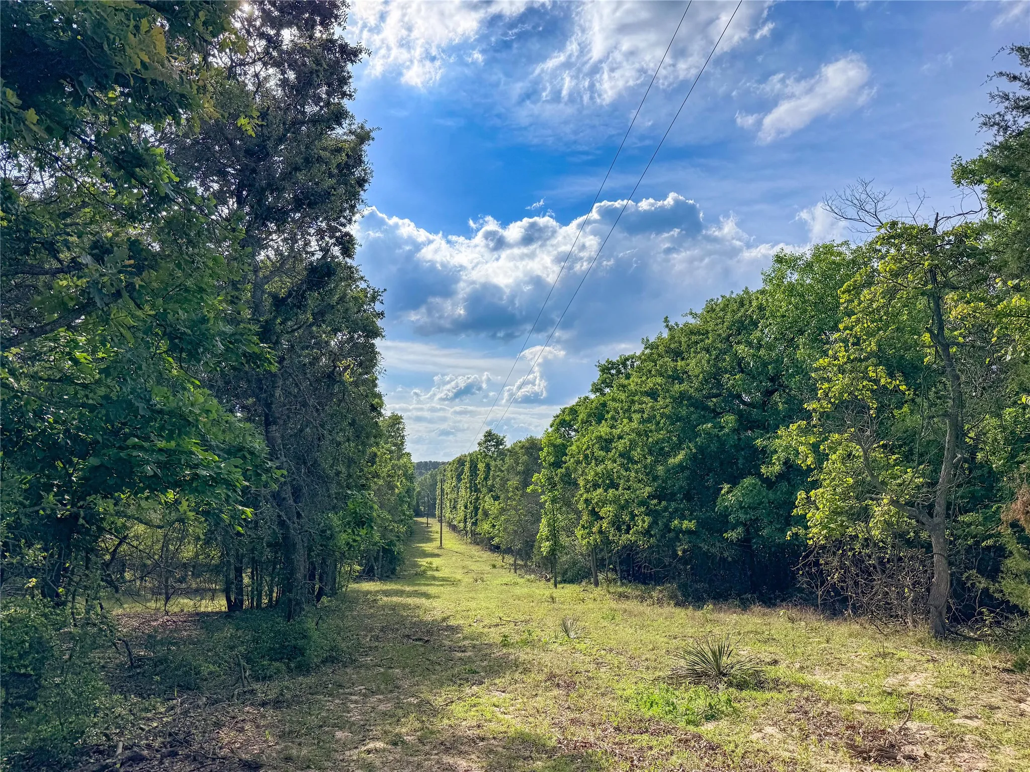 Expansive land parcel featuring a cleared, grassy path bordered by mature trees